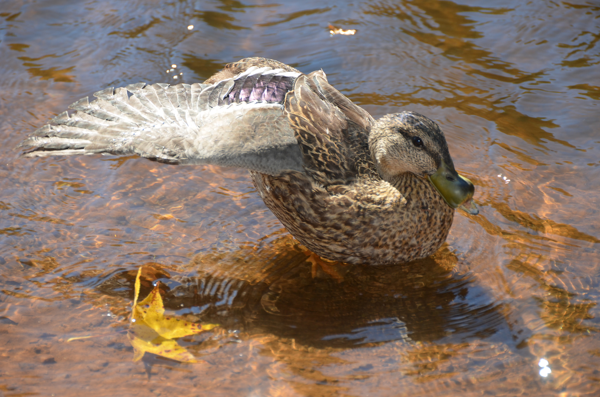 Nikon D5100 + Nikon AF-S DX Nikkor 18-200mm F3.5-5.6G ED VR II sample photo. Duck, tanglewood park photography