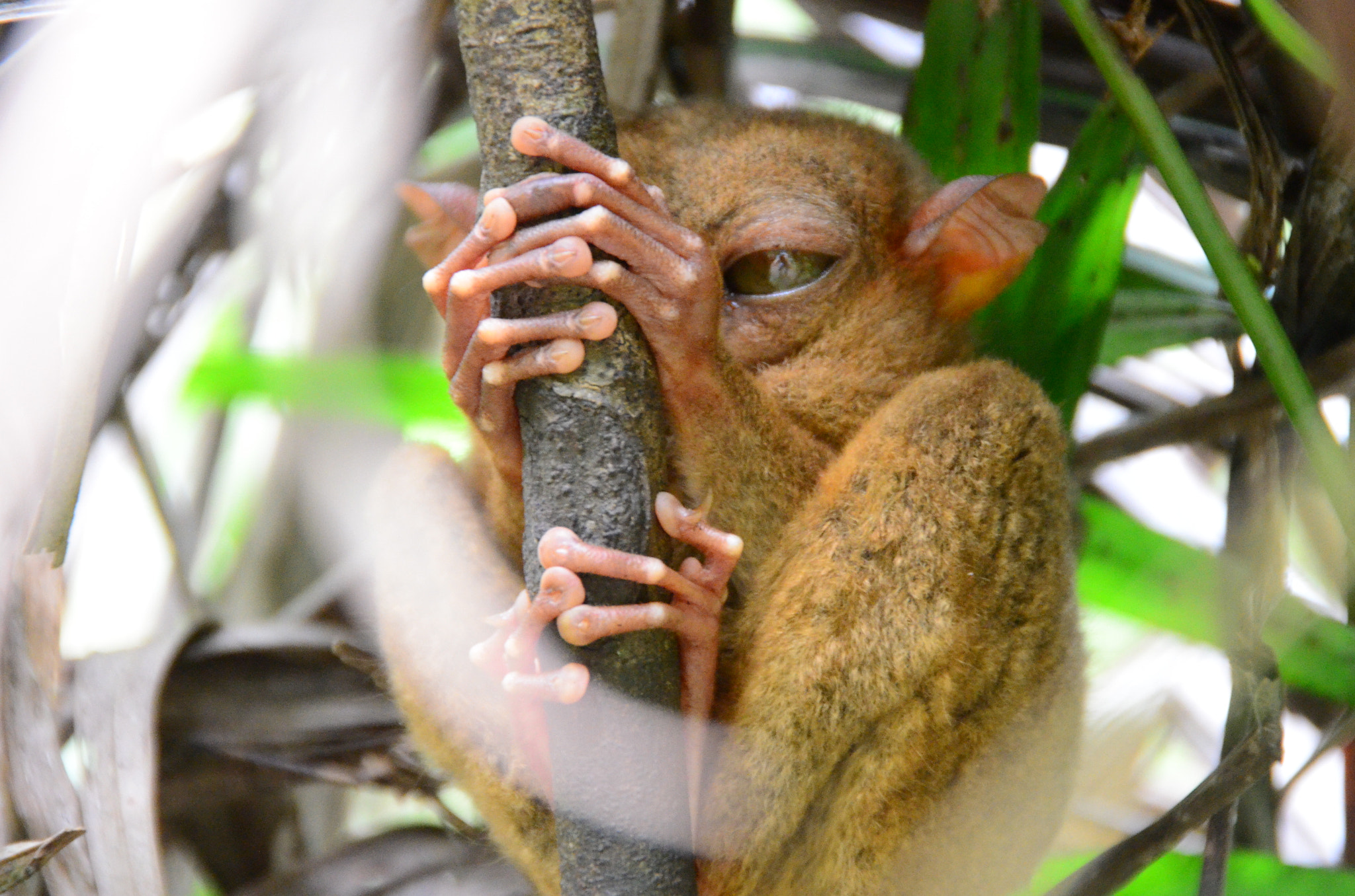 Nikon D5100 sample photo. Tarsier, bohol photography
