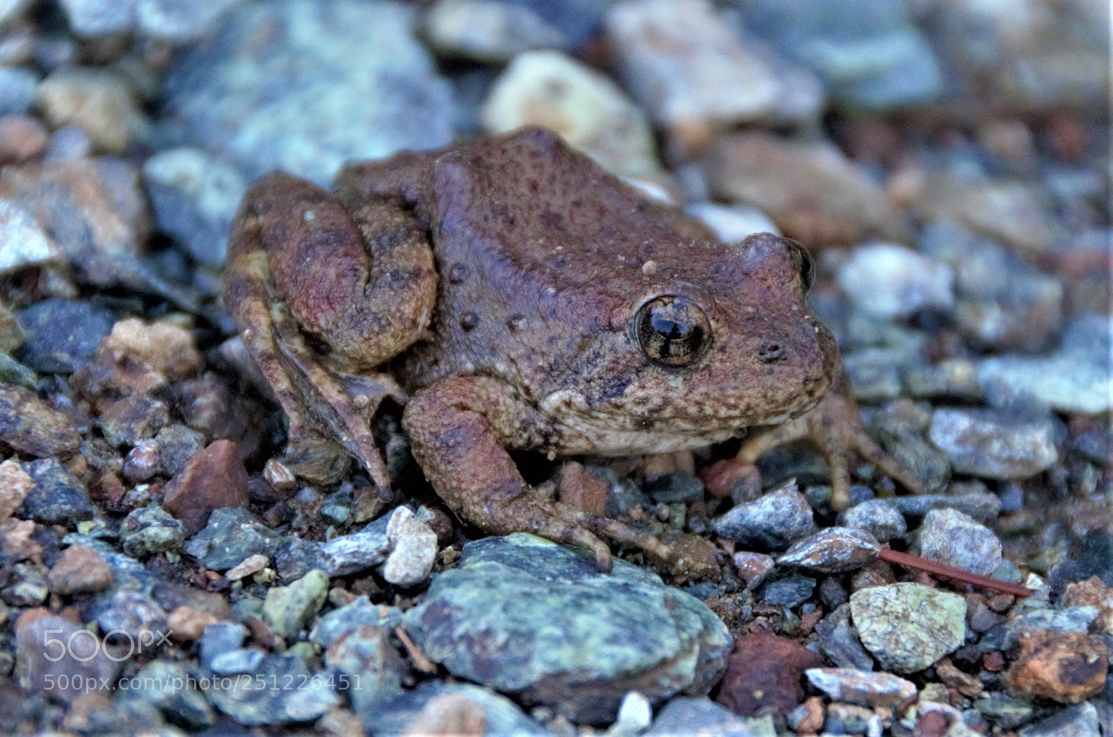 Nikon D5100 sample photo. Toad photography