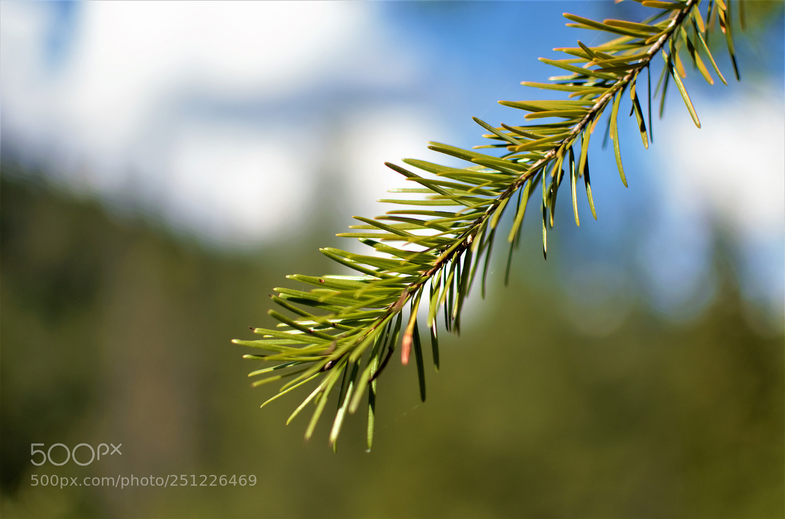Nikon D5100 sample photo. Tree branch photography