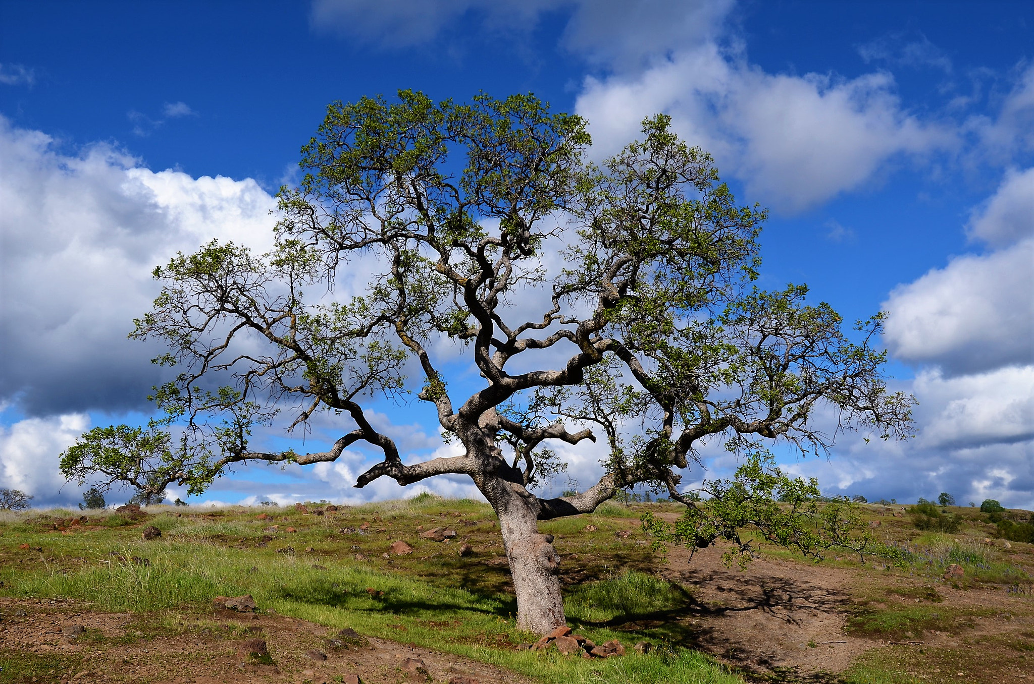 Nikon D5100 sample photo. Tree, upper bidwell park photography