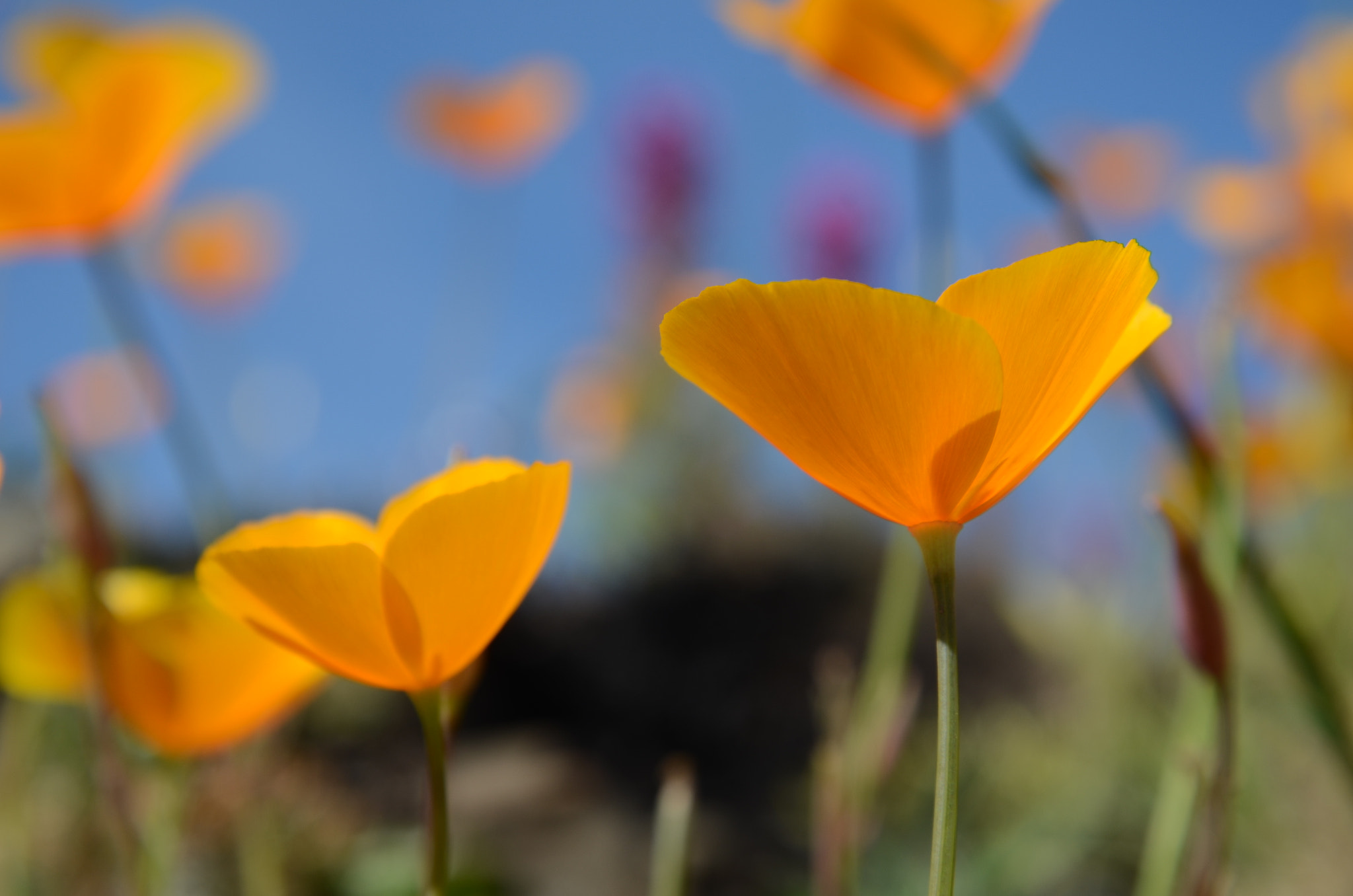 Nikon D5100 sample photo. Corn poppy photography