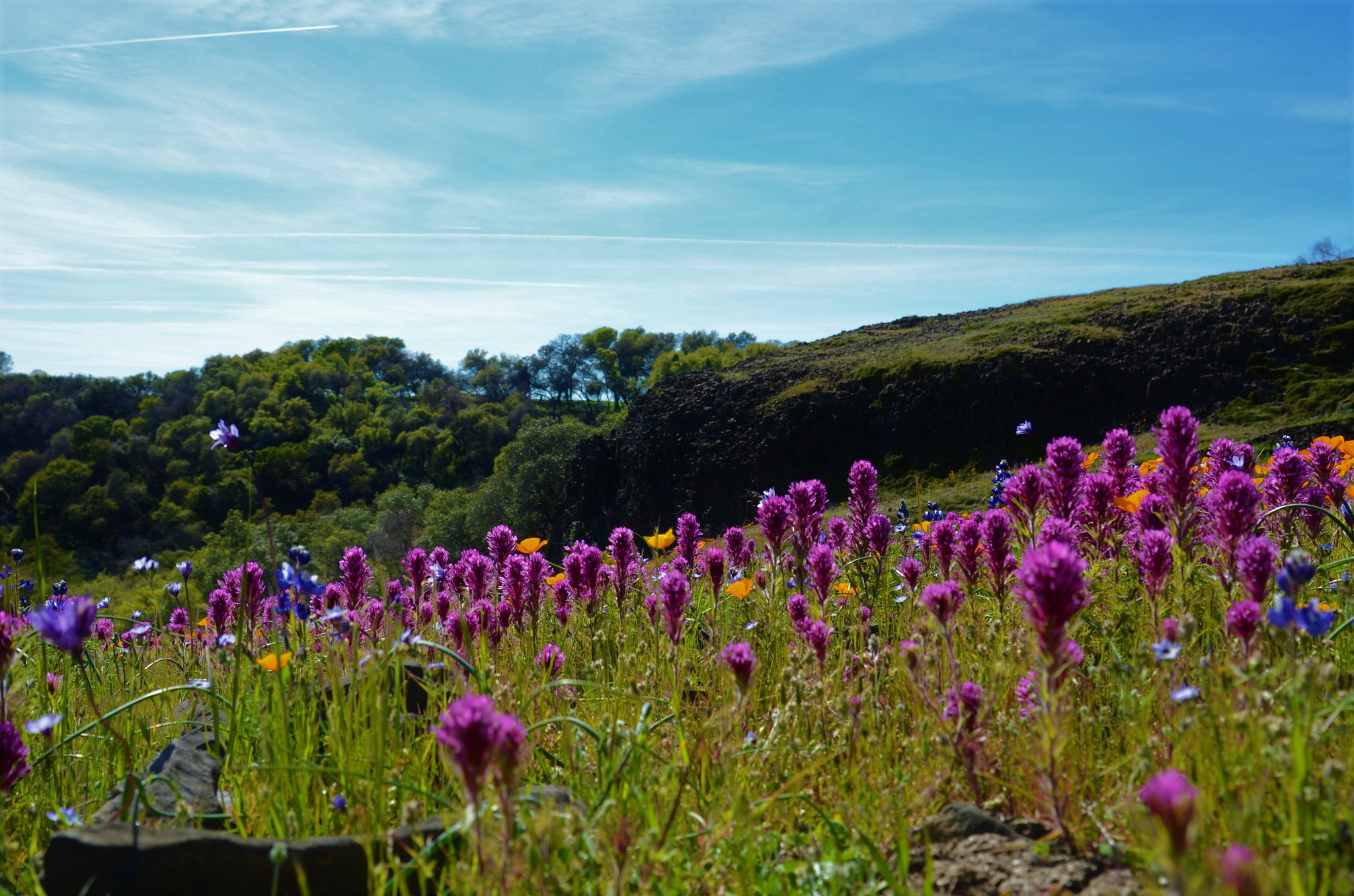 Nikon D5100 sample photo. Field of flowers photography