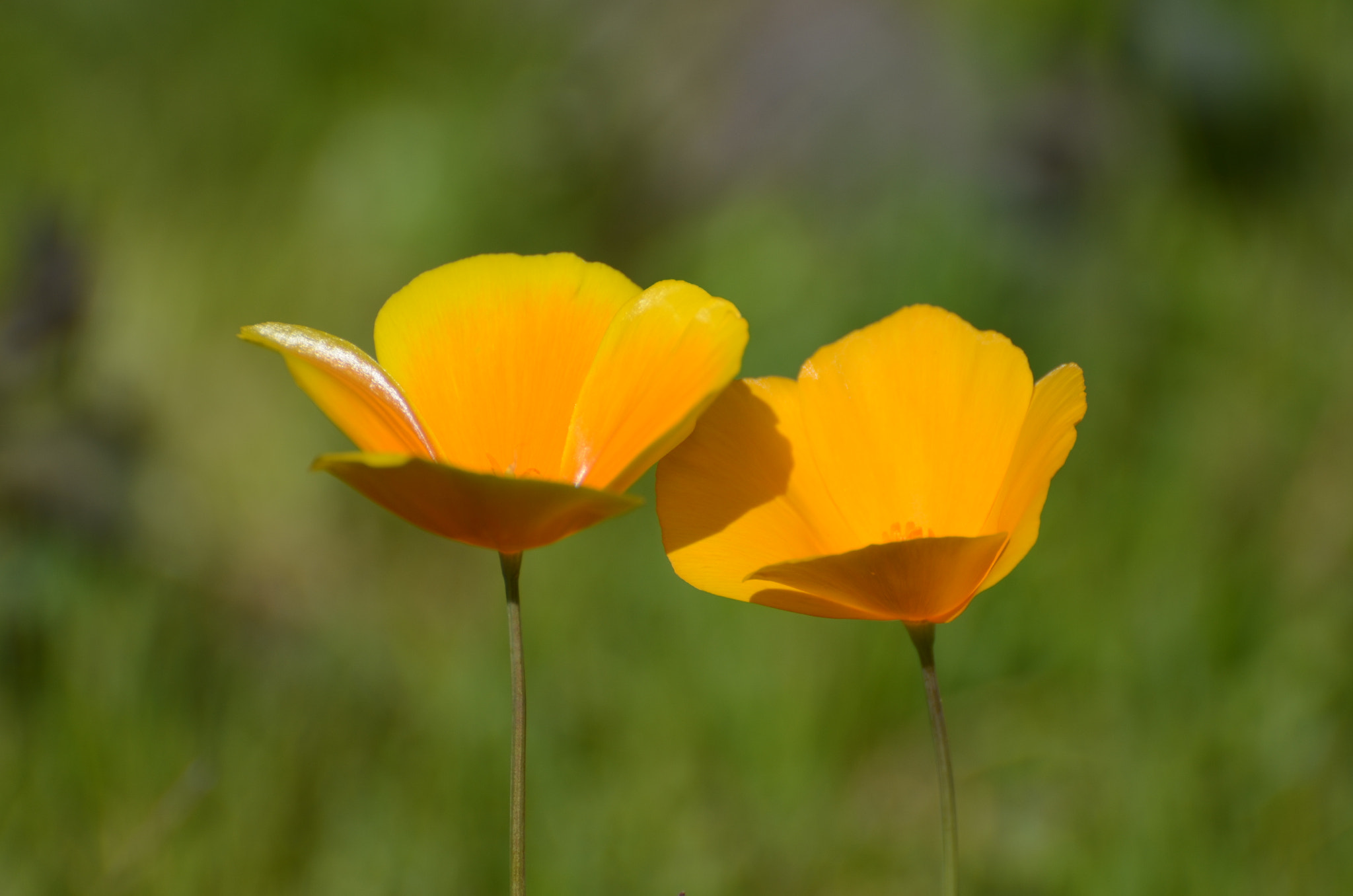 Nikon D5100 sample photo. Yellow flower photography