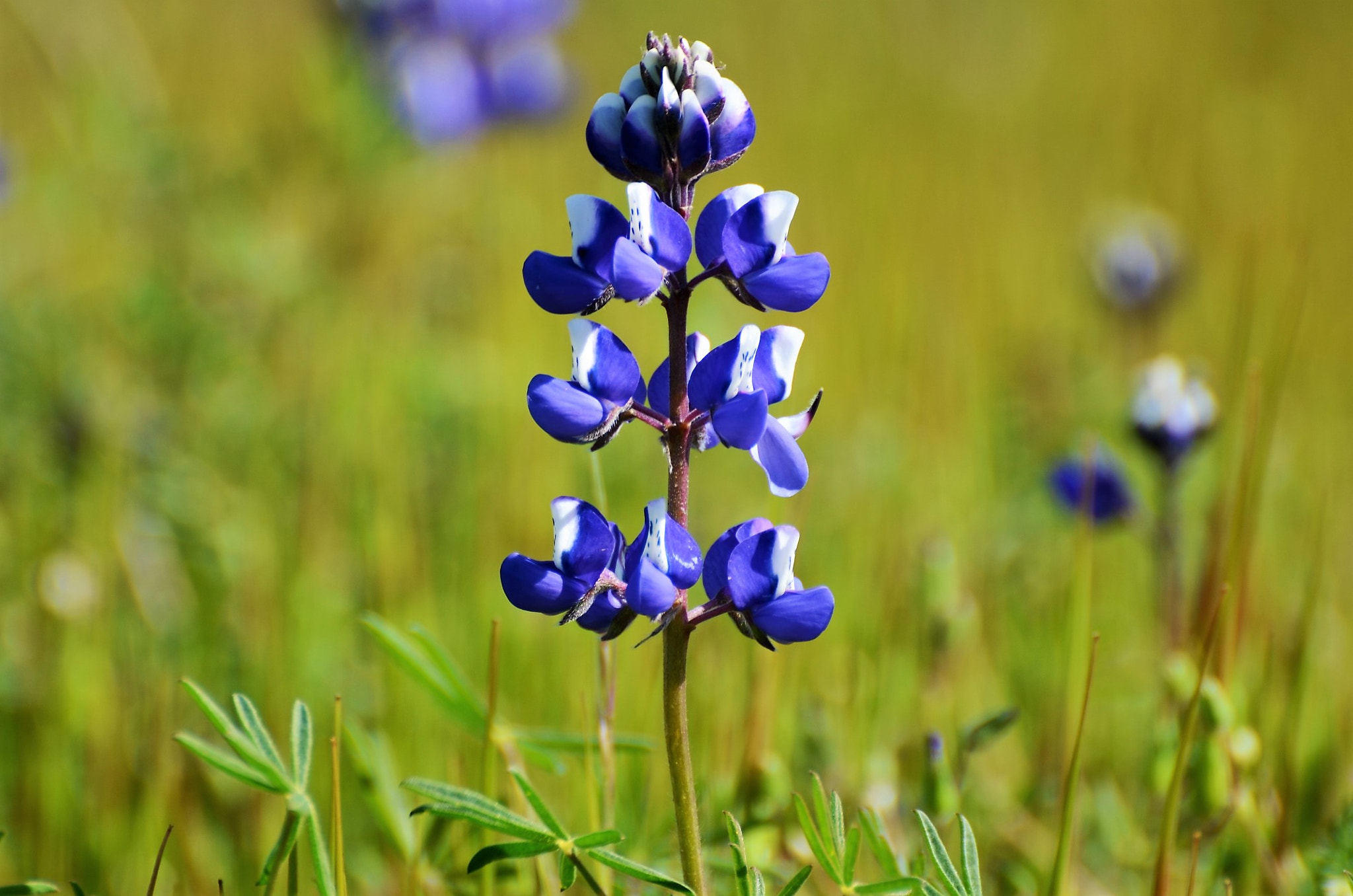 Nikon D5100 sample photo. Blue flower photography