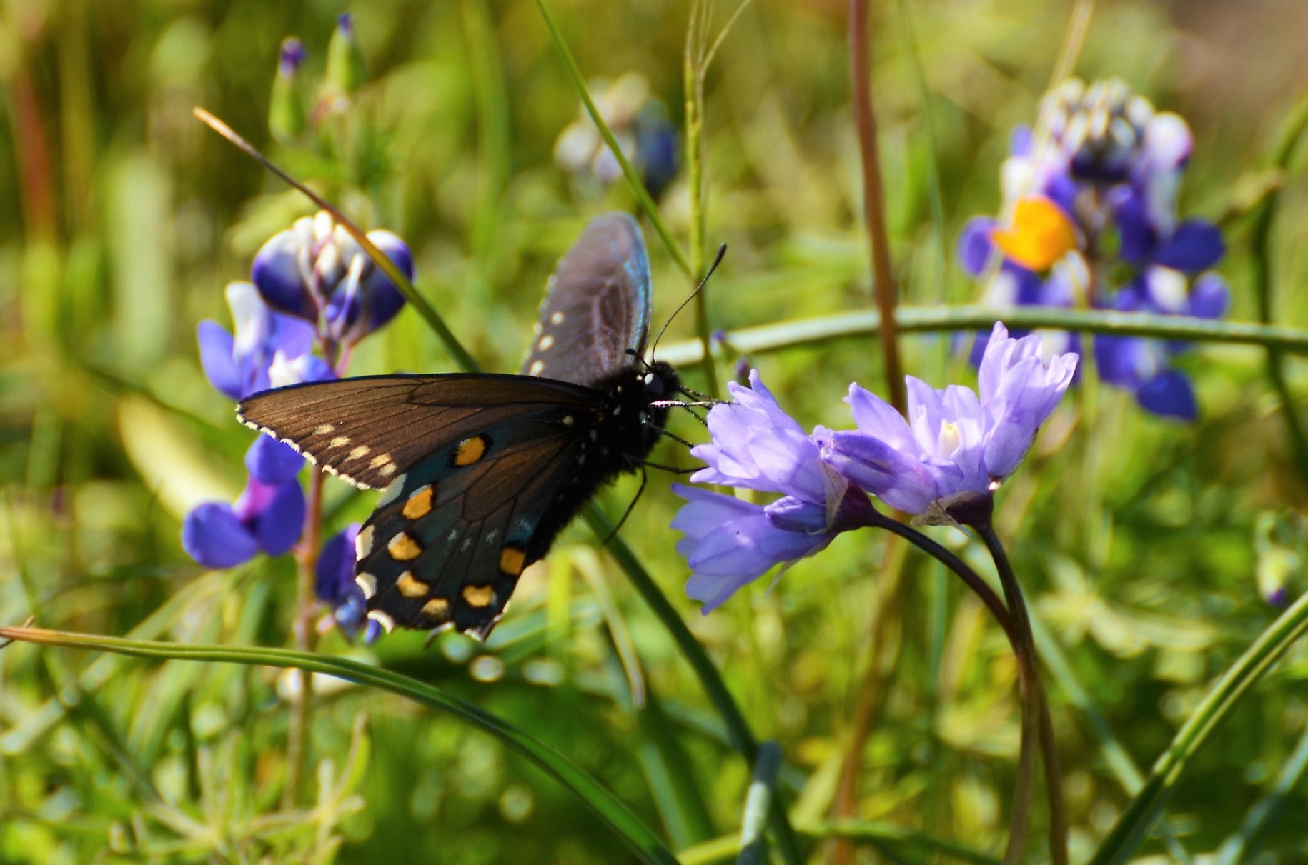 Nikon D5100 sample photo. Butterfly photography