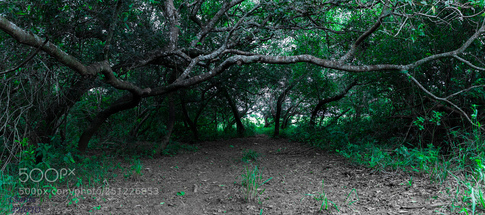 Canon EOS 80D sample photo. Forest photography
