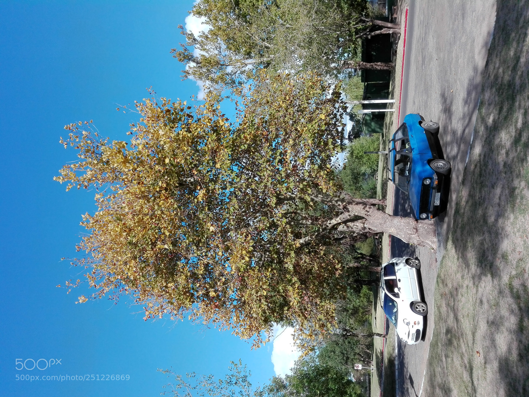 HUAWEI P8 Lite sample photo. Autumn tree photography