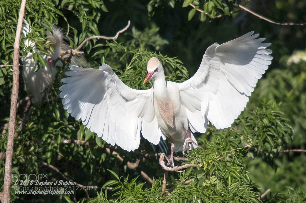 Canon EOS 7D Mark II sample photo. "incoming!" photography