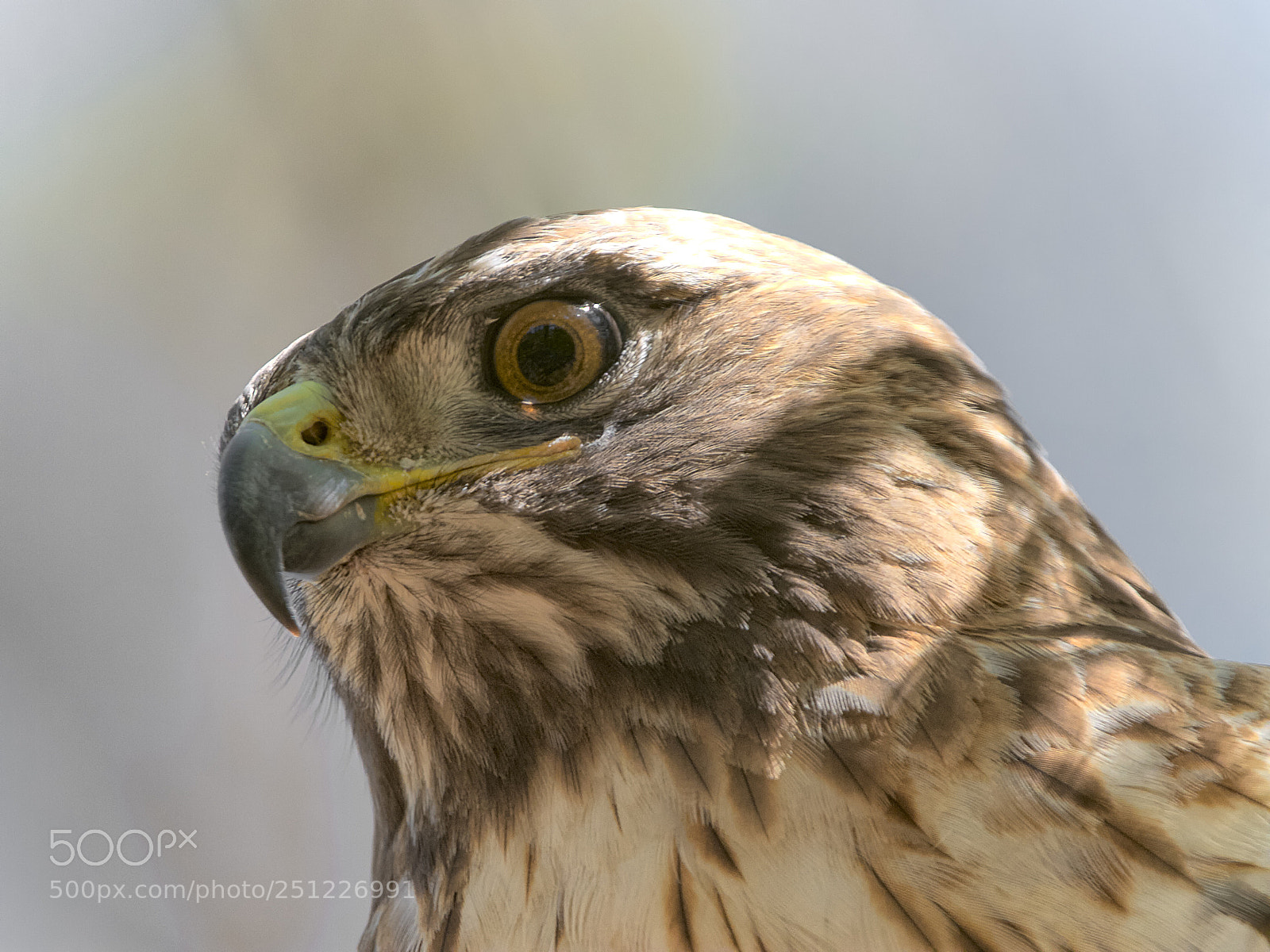 Canon EOS 7D sample photo. Red-tailed hawk portrait photography