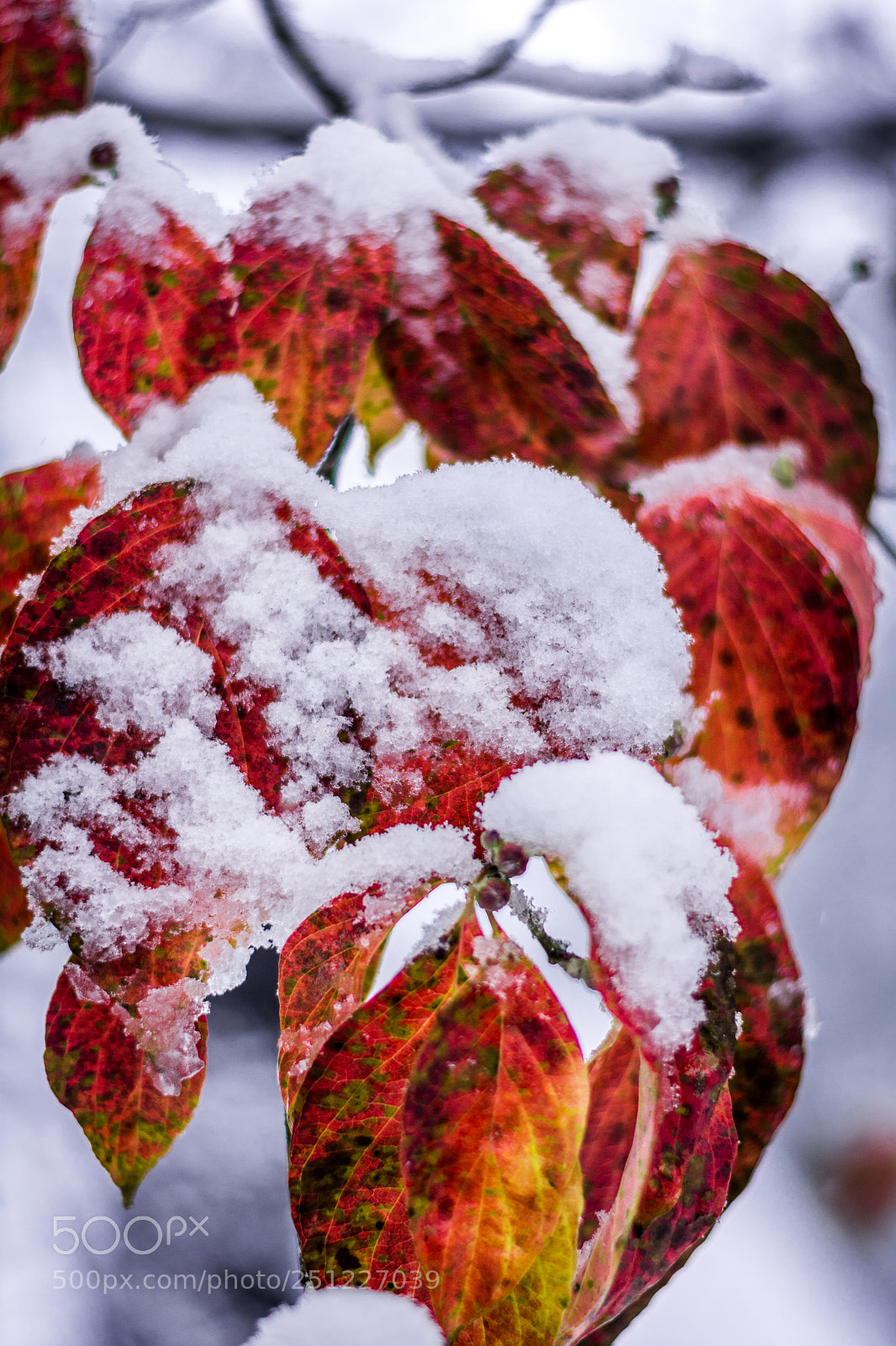 Nikon D7100 sample photo. Snowy day photography