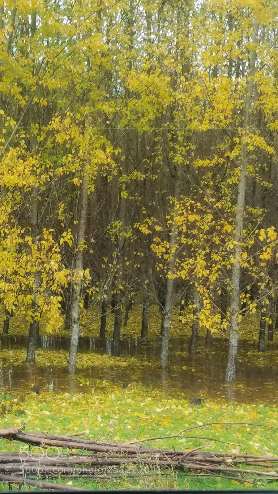 Samsung Galaxy S7 sample photo. Cottonwood photography