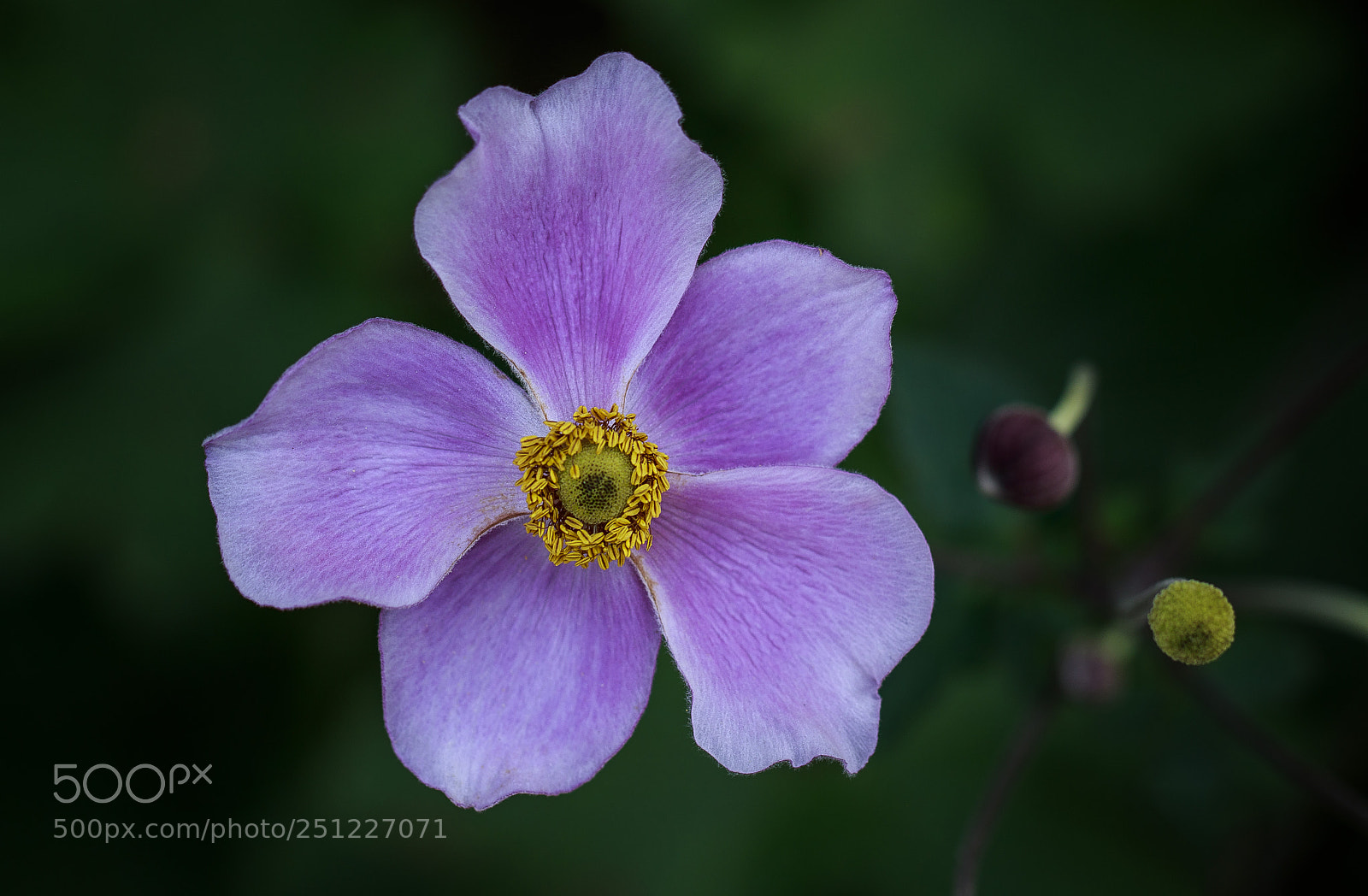 Canon EOS 7D Mark II sample photo. Purple flower photography