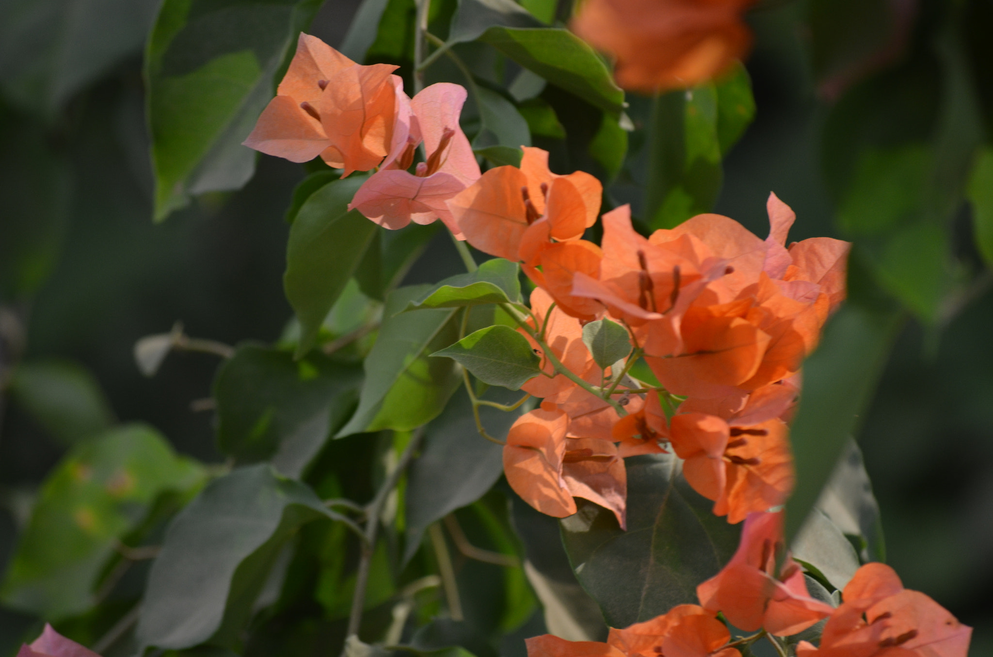 Nikon D5100 sample photo. Por el camino photography