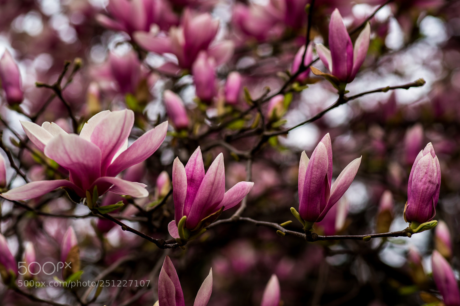 Sony SLT-A99V sample photo. Progression of blooms photography
