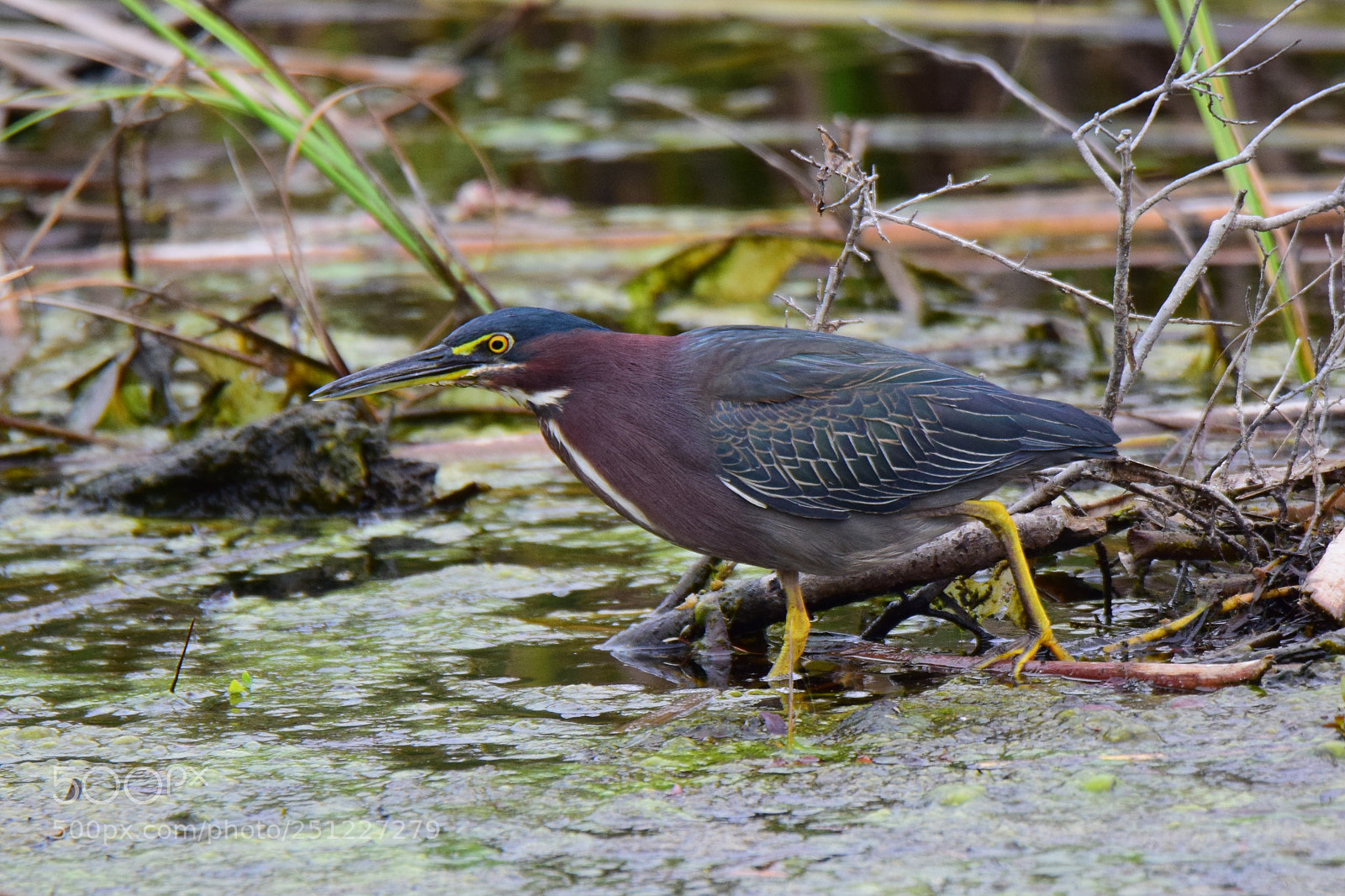 Nikon D5300 sample photo. Green heron photography