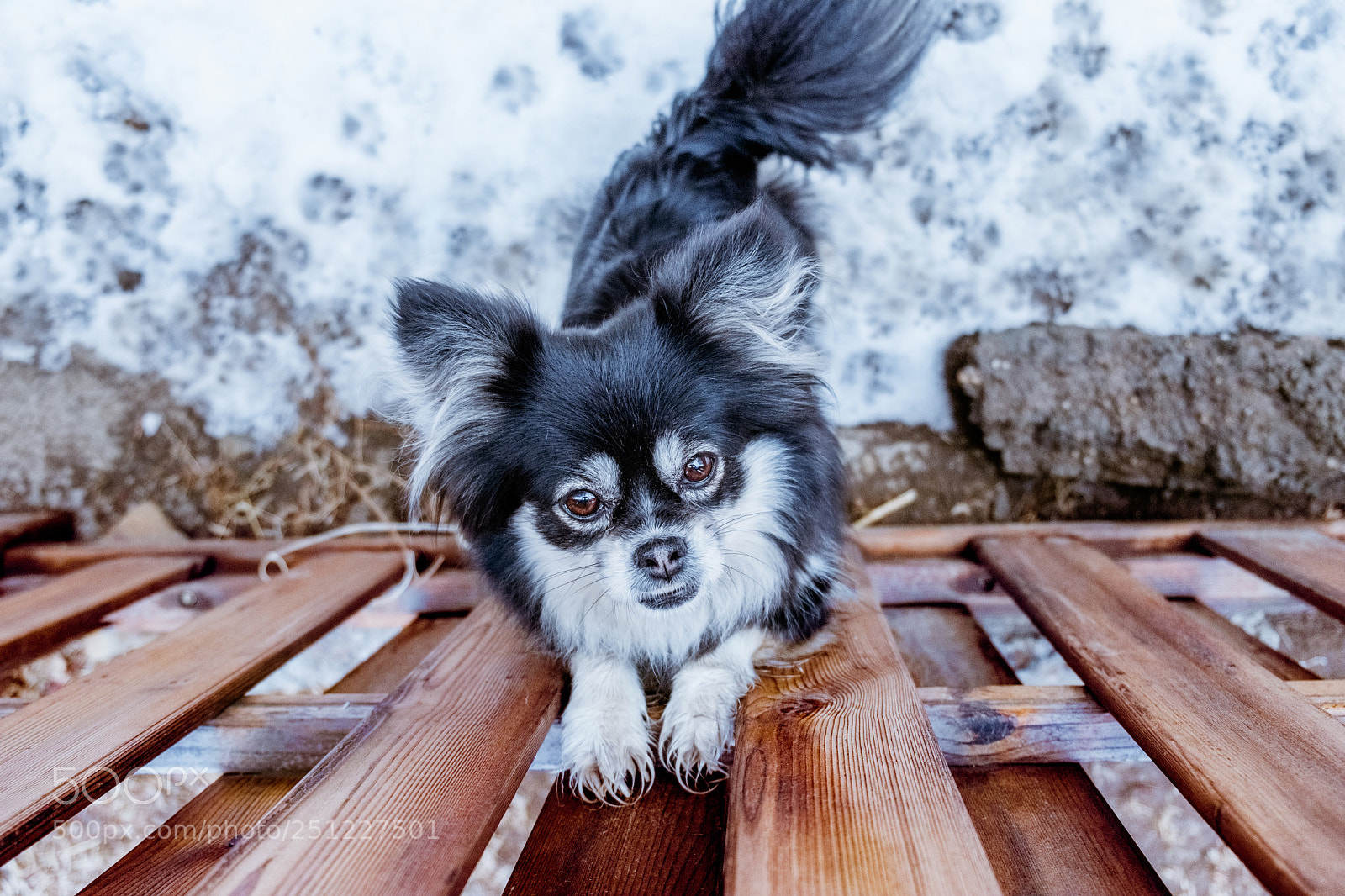 Fujifilm X-E3 sample photo. Those eyes can speak photography