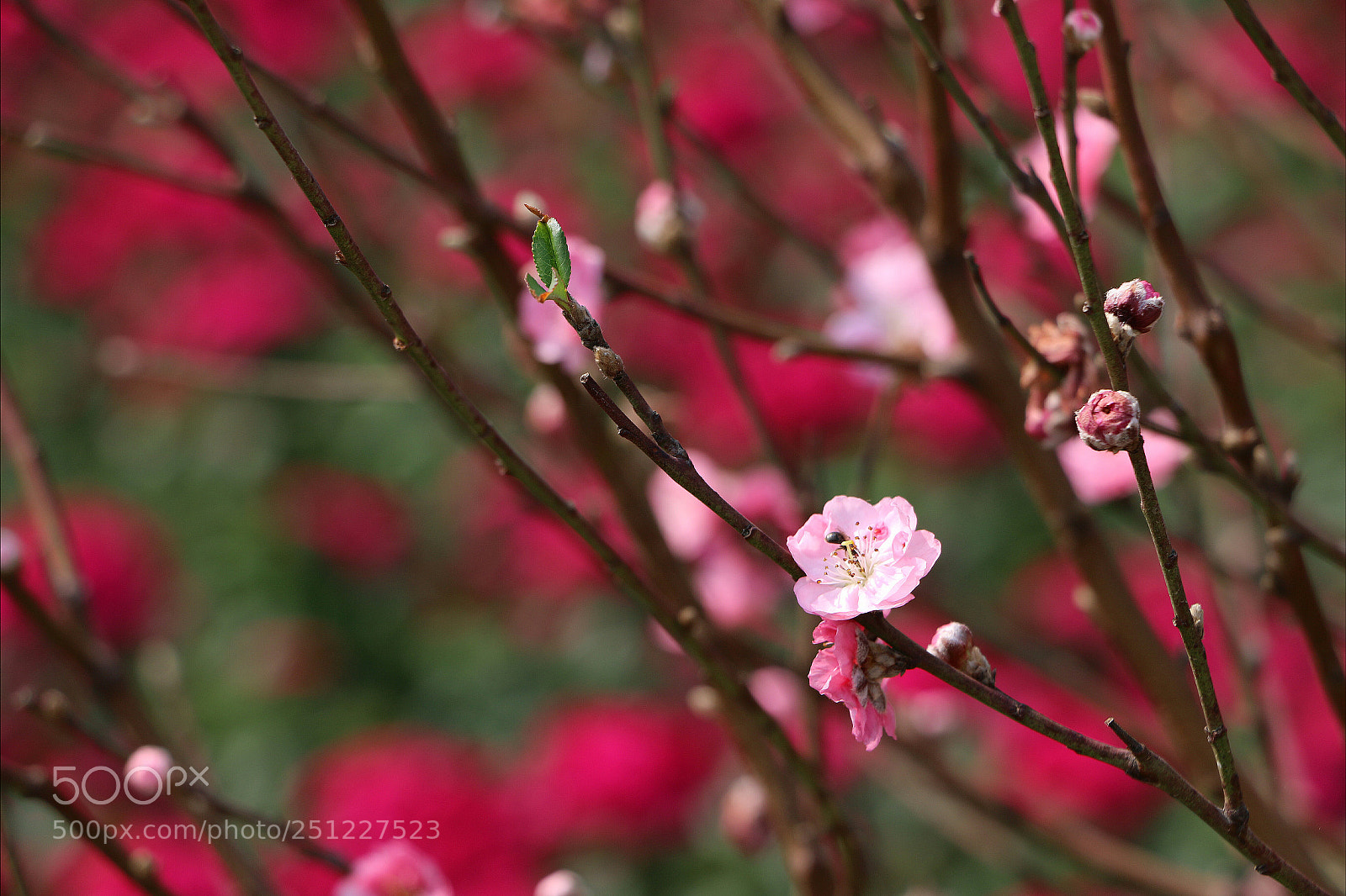 Canon EOS 70D sample photo. 料峭枝头 photography