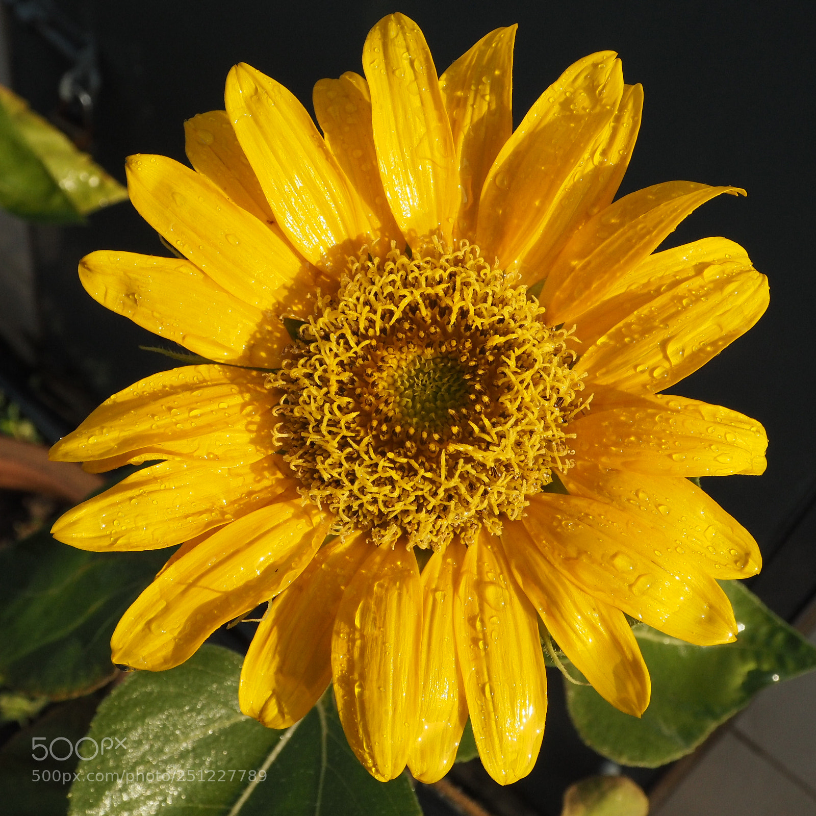 Olympus PEN E-PL7 sample photo. Sunflowers photography