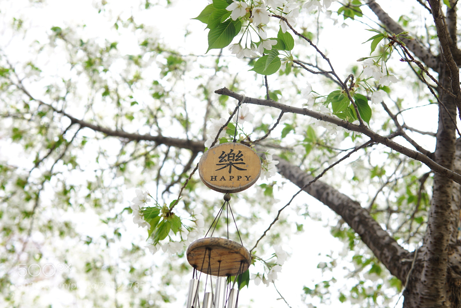 Sony a6000 sample photo. Untitled photography