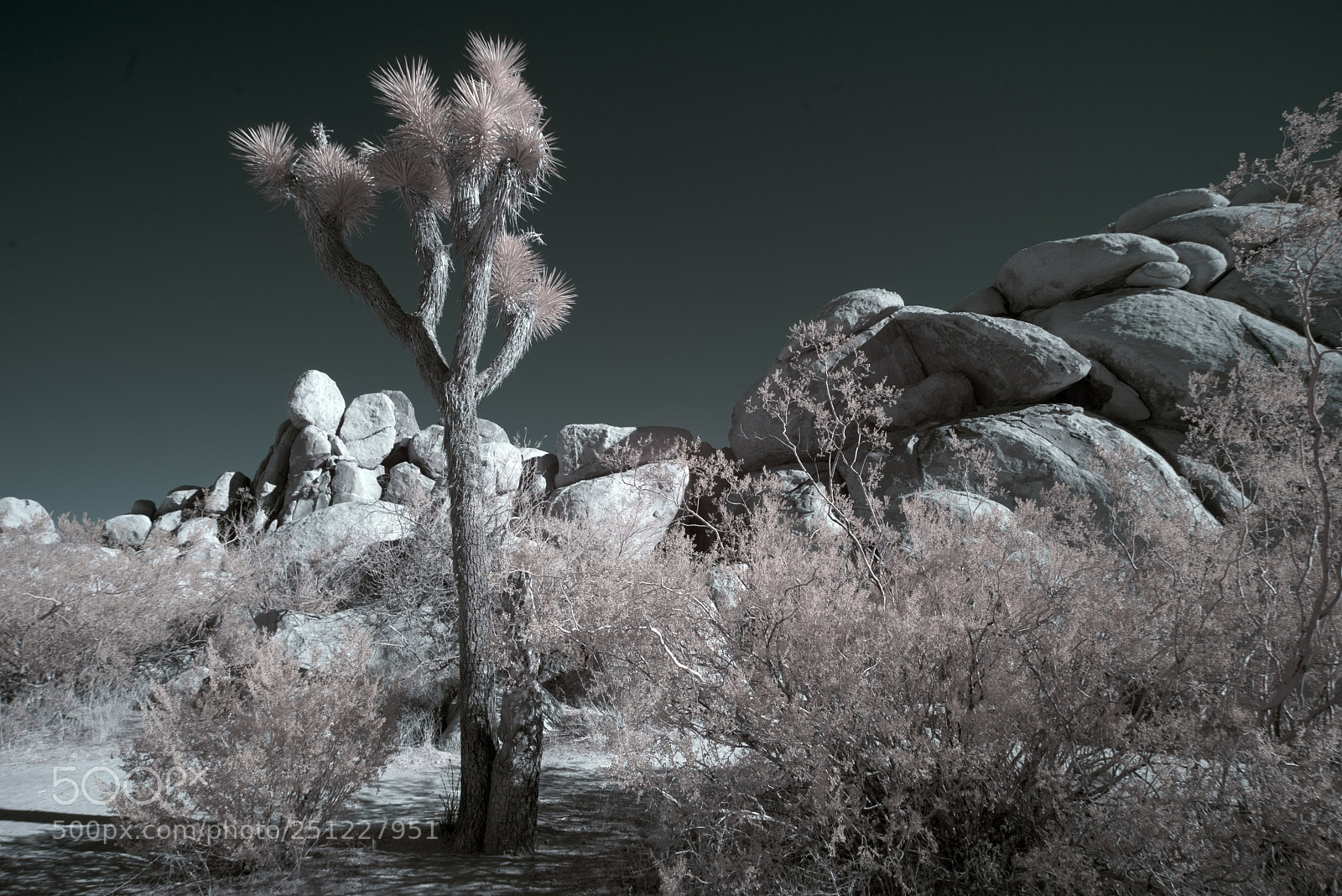 Sony a7R sample photo. Joshua tree national park photography