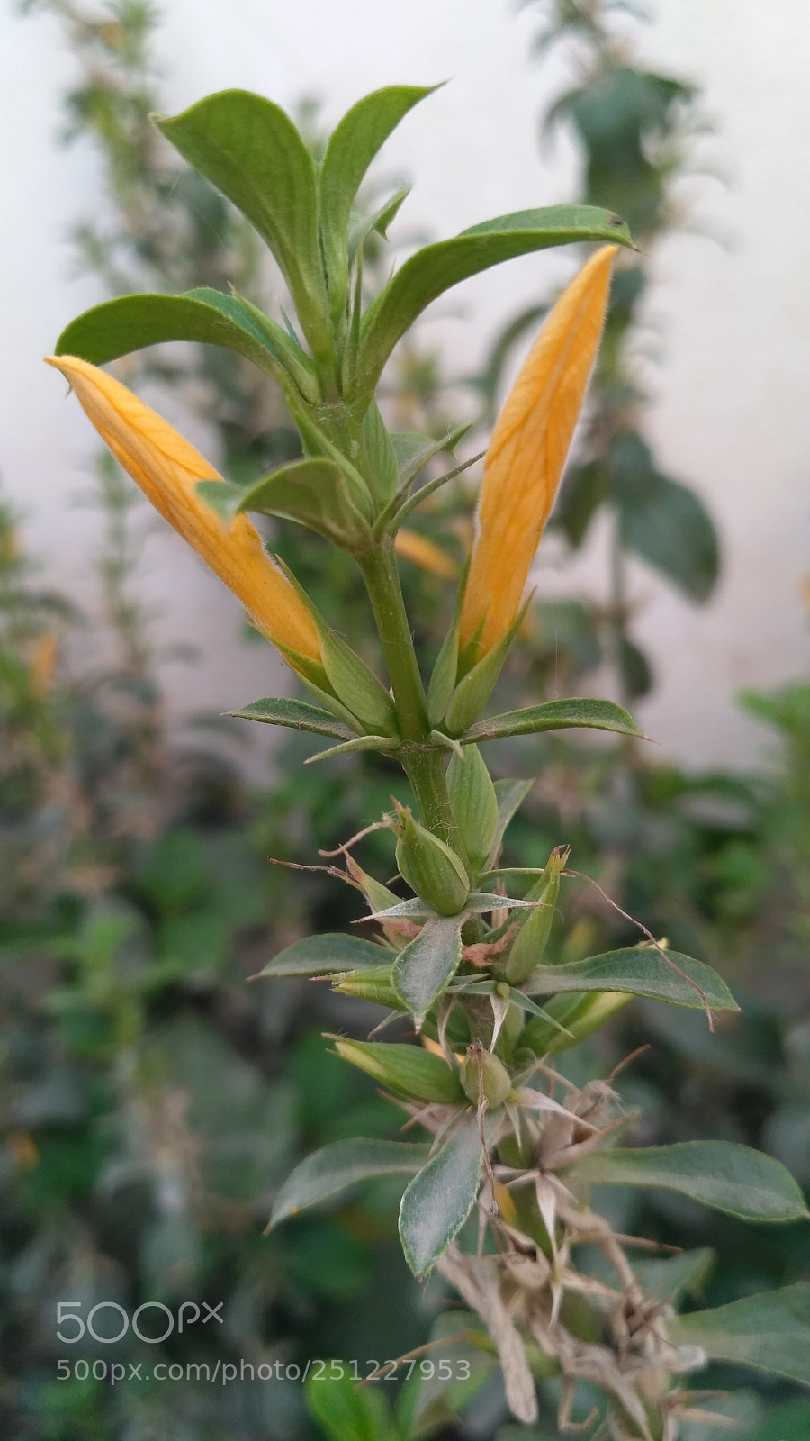 Xiaomi Redmi 3S sample photo. Flower photography