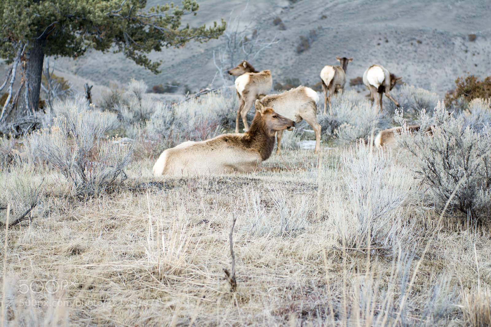 Nikon D7100 sample photo. Elk photography