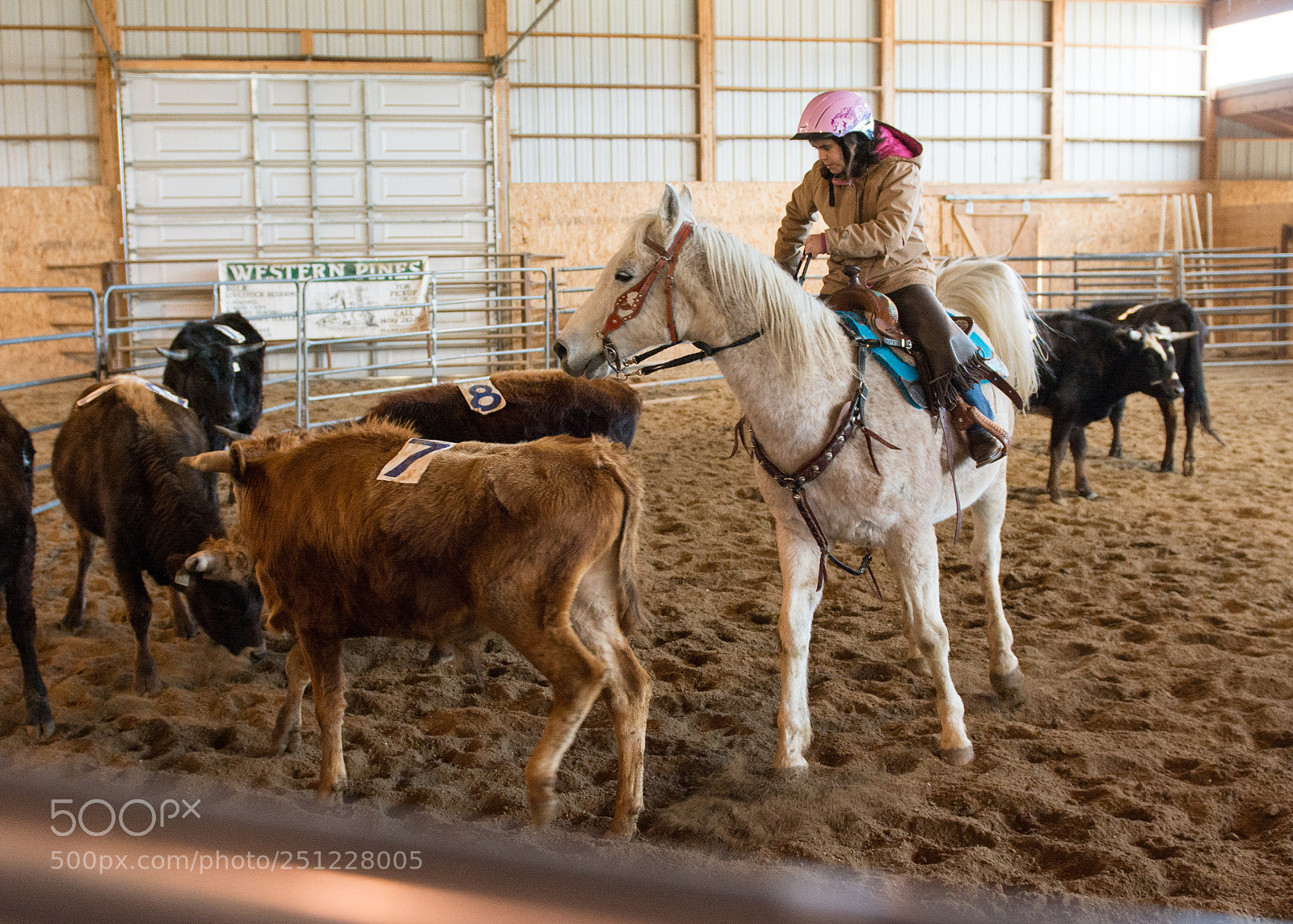 Nikon D7100 sample photo. Tia cutting cows photography