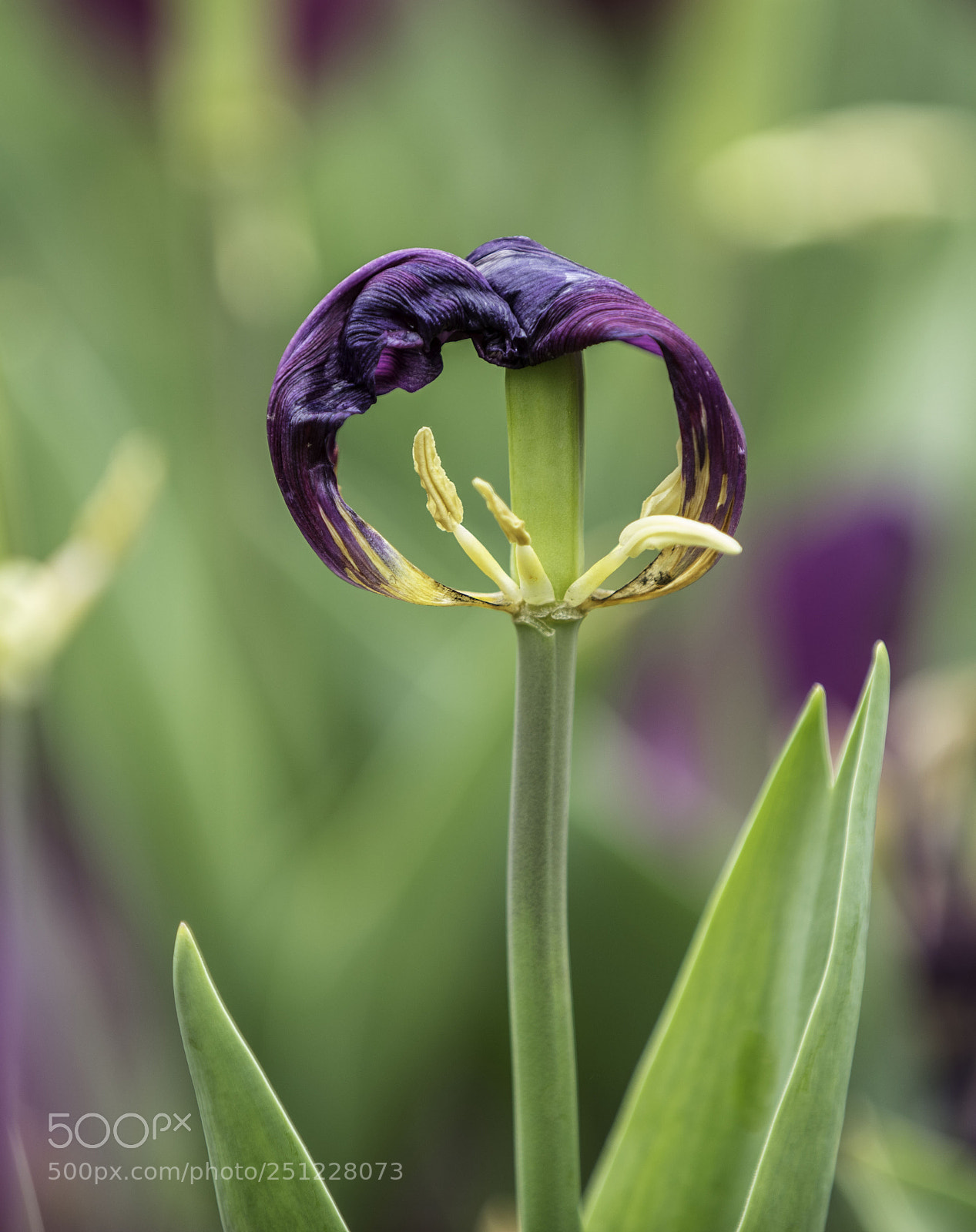 Canon EOS 5DS R sample photo. A photography