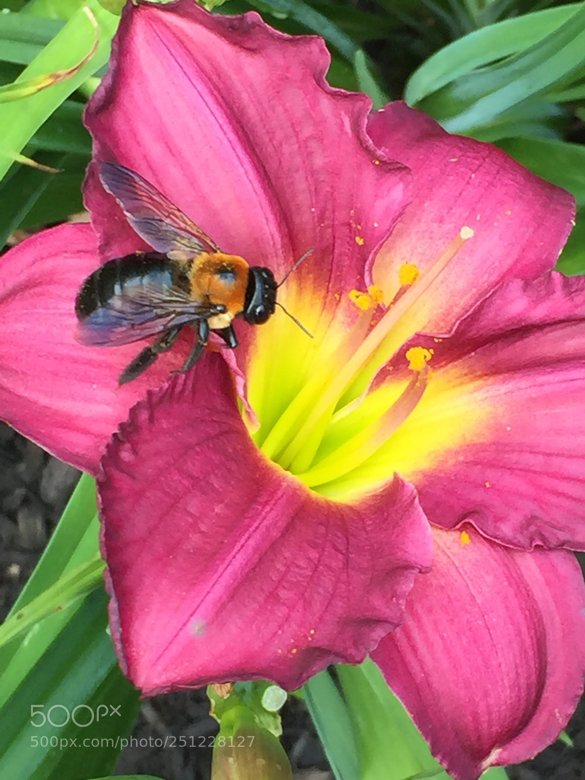 Apple iPhone 6 sample photo. Busy bee photography