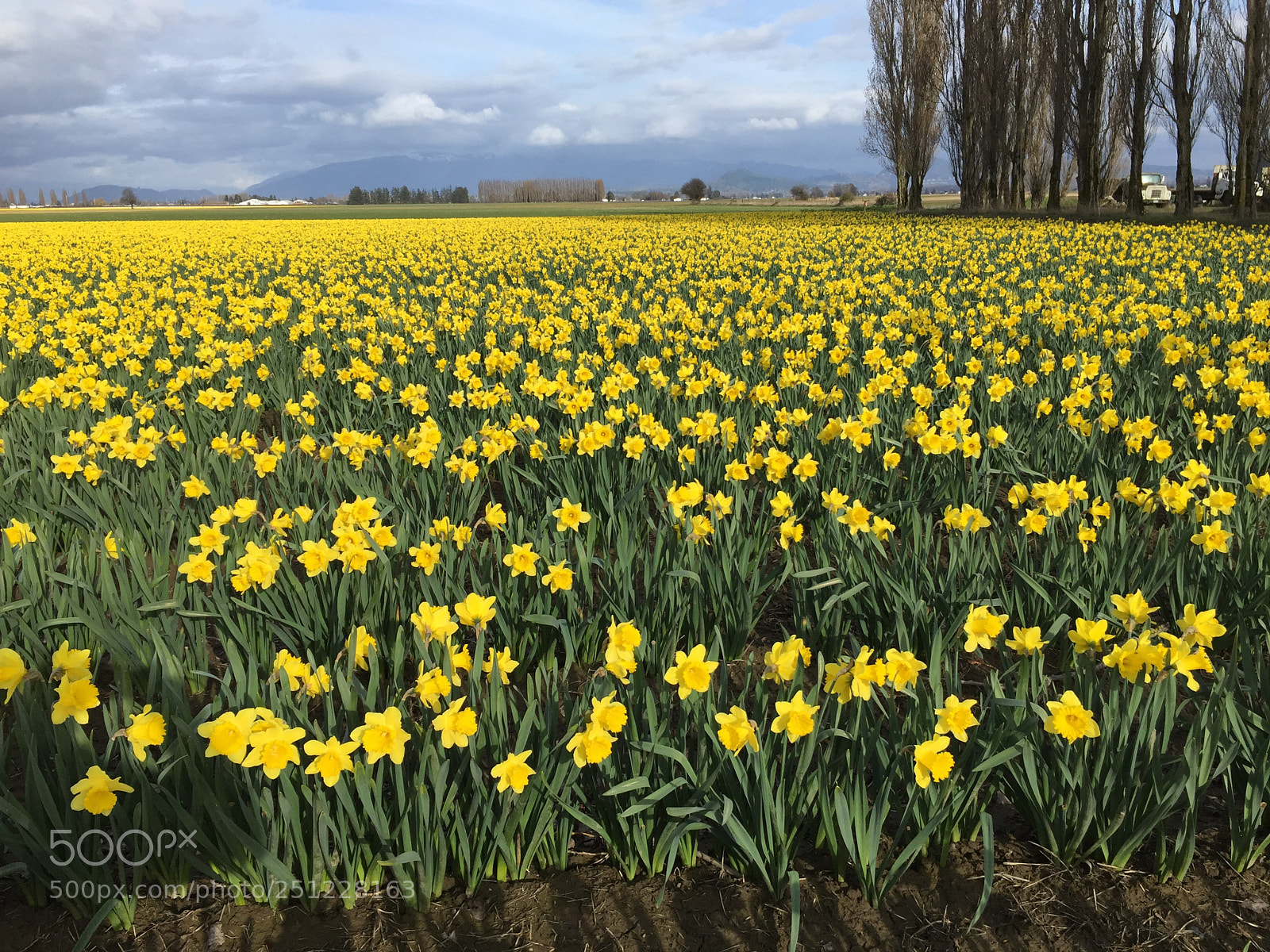 Apple iPhone 6 sample photo. Daffodils of mt. vernon photography