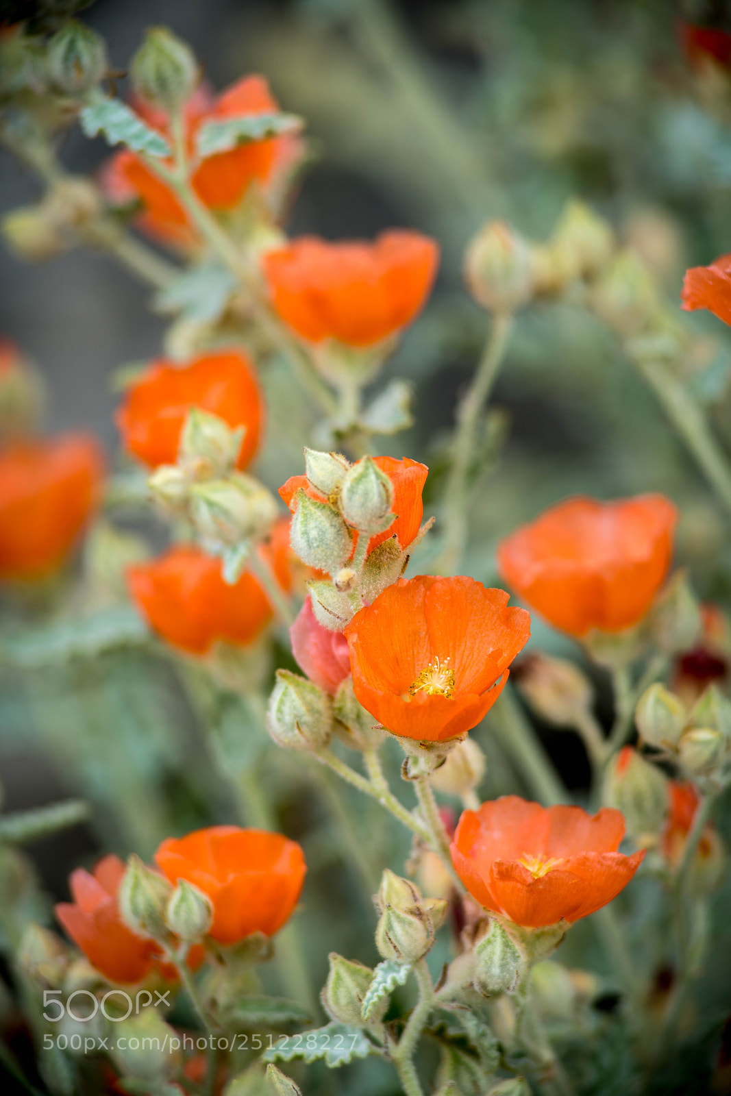 Sony a7R III sample photo. Orange globe mallow photography