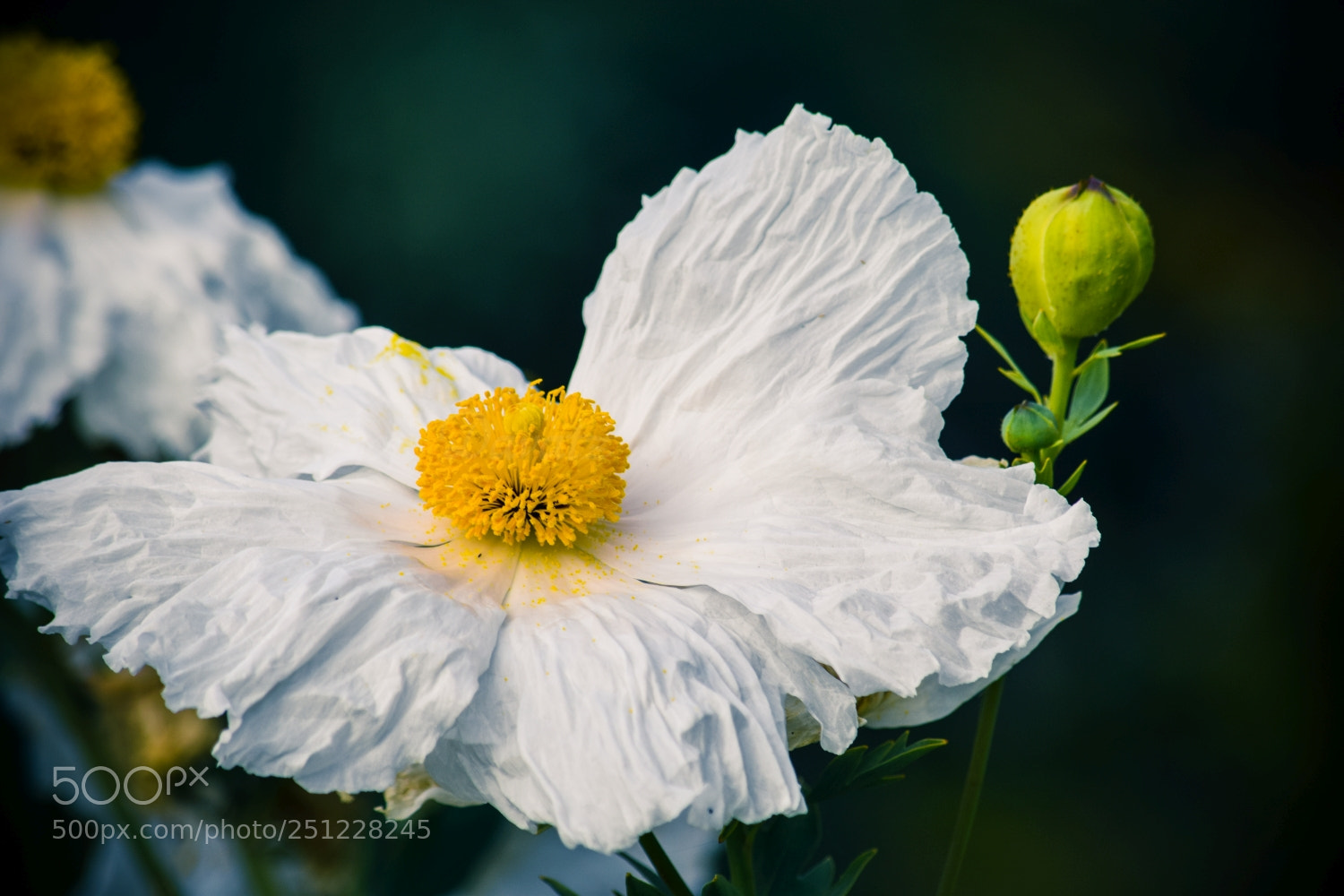 Nikon D5300 sample photo. Matilija poppy photography