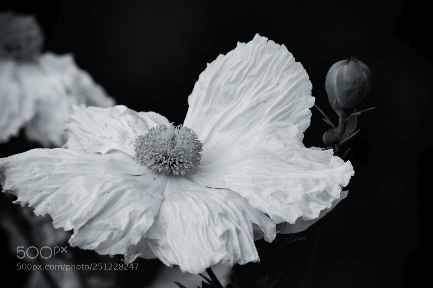 Nikon D5300 sample photo. Matilija poppy photography
