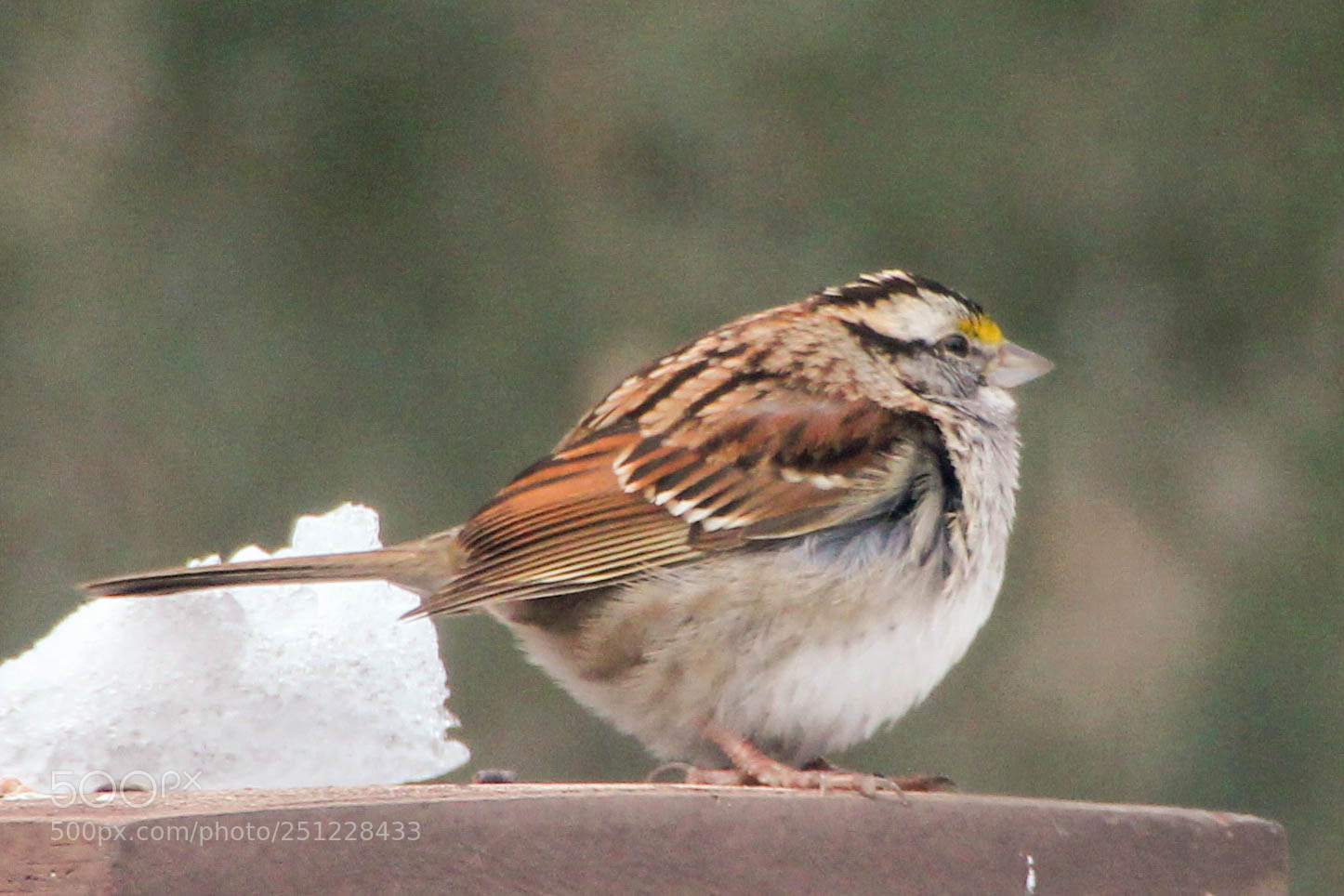 Canon EOS 550D (EOS Rebel T2i / EOS Kiss X4) sample photo. White throated sparrow photography