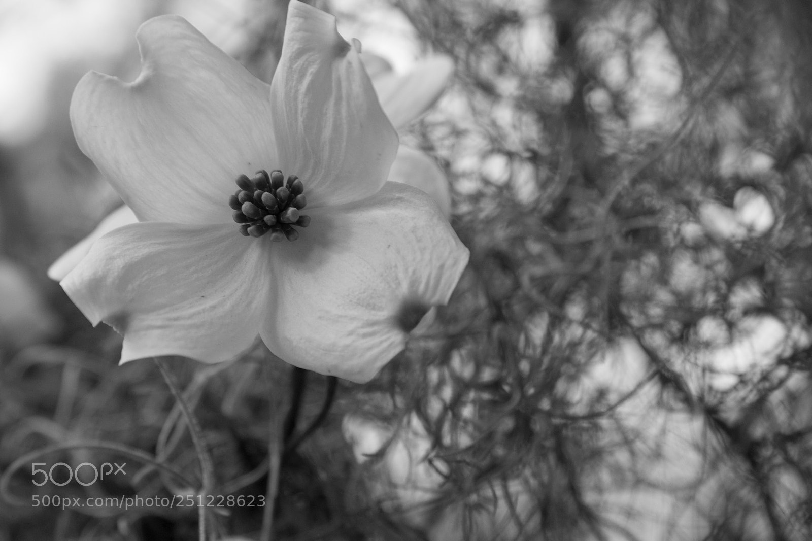 Canon EOS 80D sample photo. Bonaventure mar photography