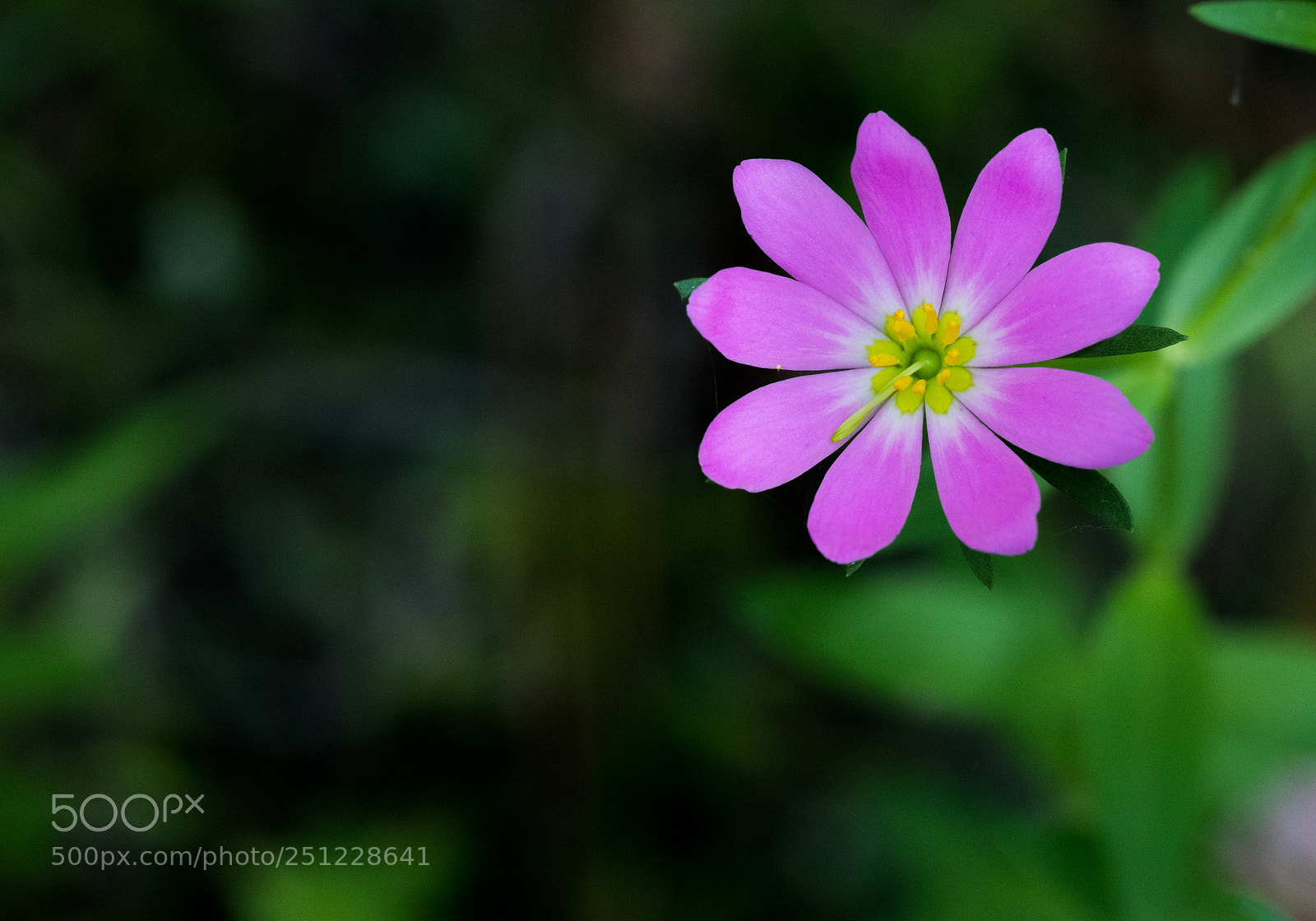 Canon EOS 80D sample photo. Img photography