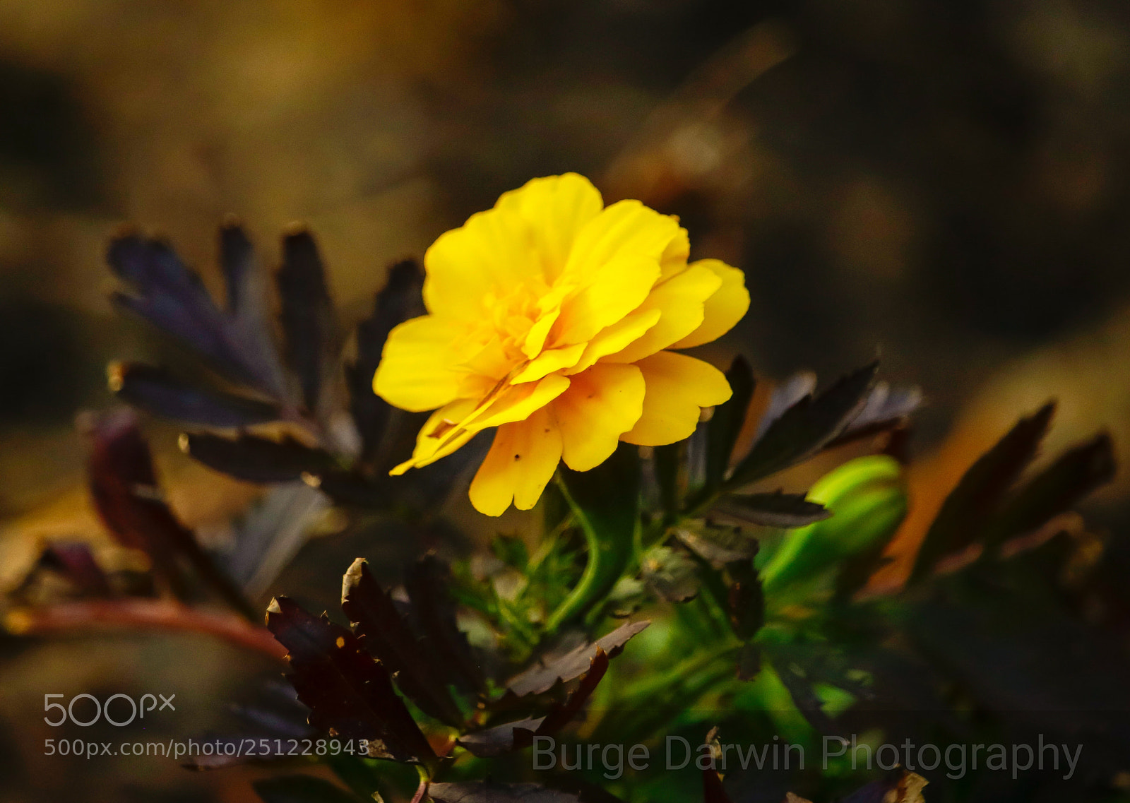 Canon EOS 80D sample photo. Untitled photography