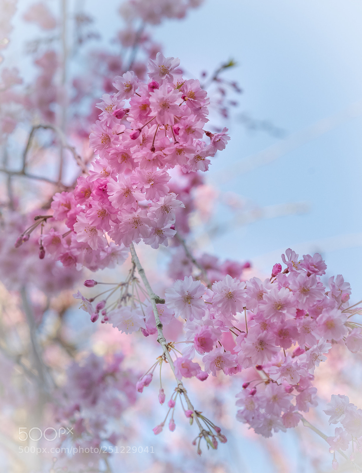 Nikon D800E sample photo. Cherry blossom  photography