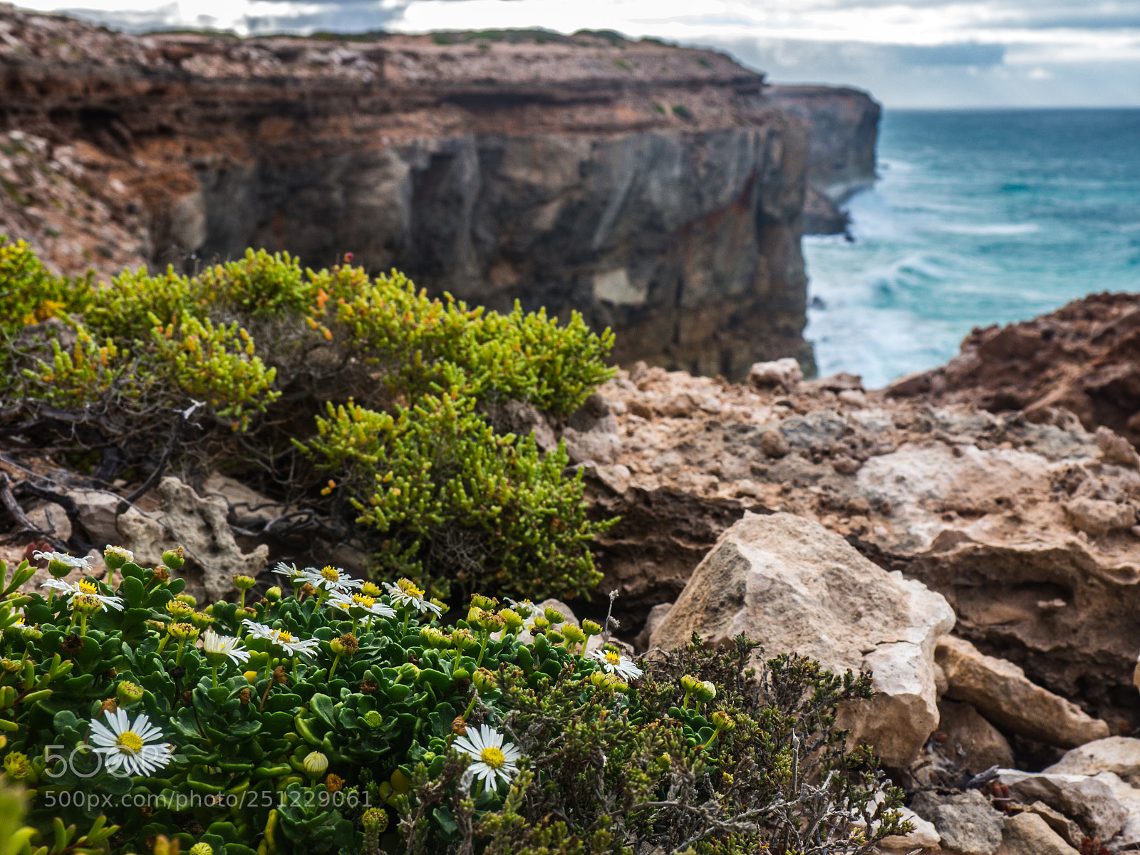 Olympus OM-D E-M10 sample photo. Rocky flowers photography