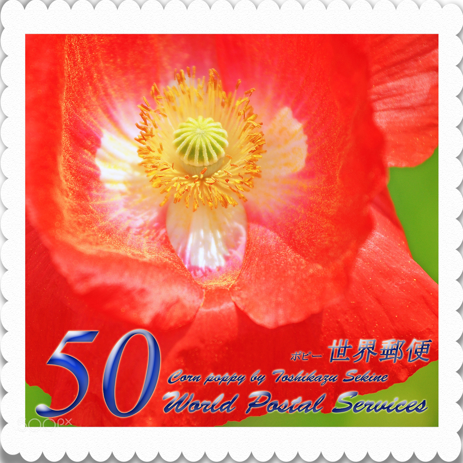 Nikon D800 sample photo. Corn poppy photography