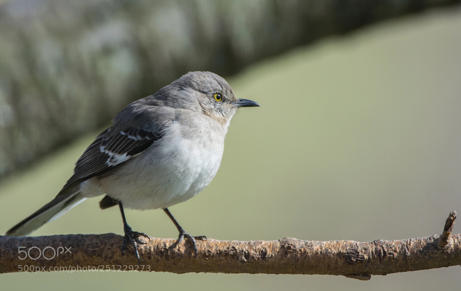 Nikon D5200 sample photo. Northern mockingbird perching on photography