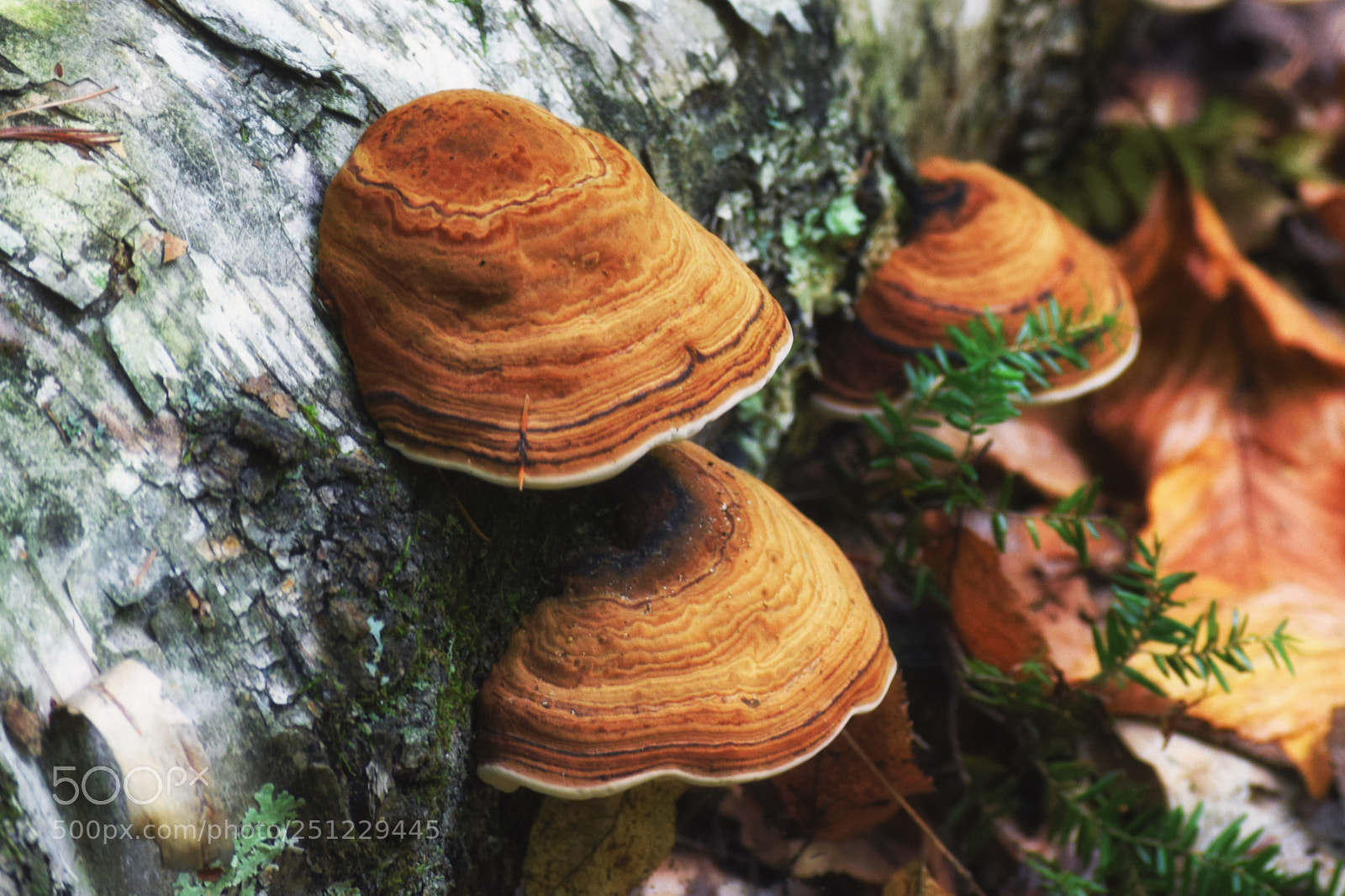 Nikon D3300 sample photo. Fungi photography