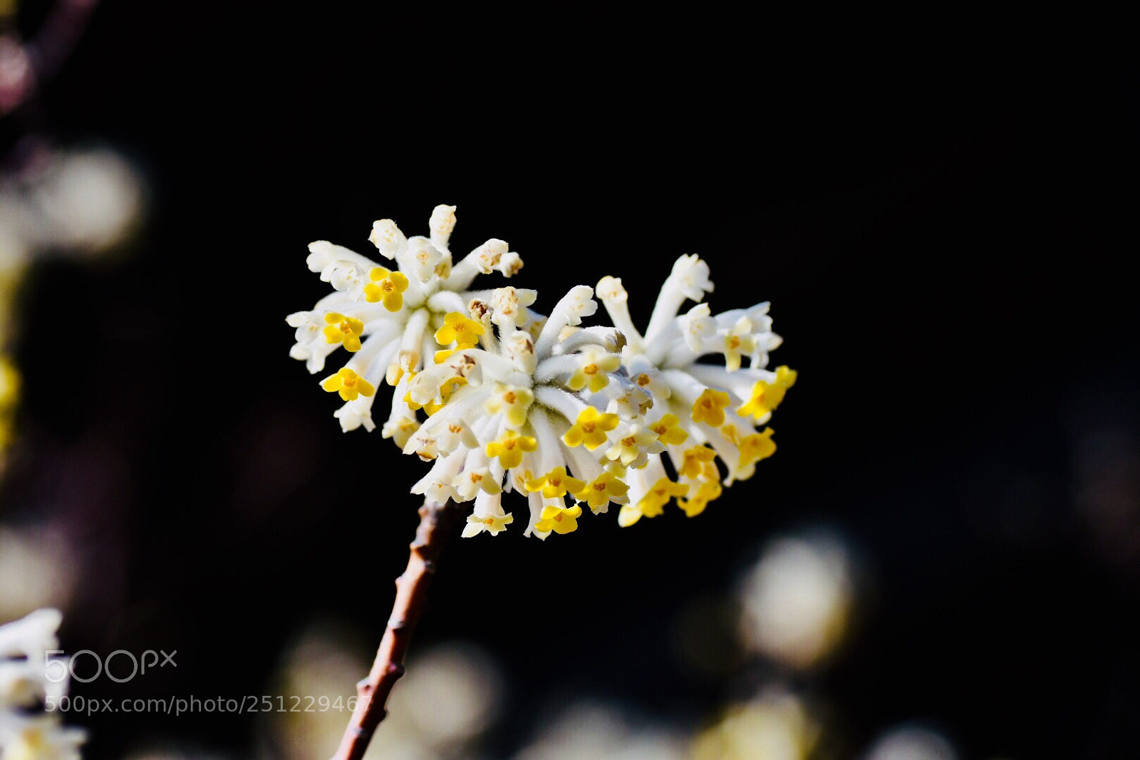 Nikon D7200 sample photo. Untitled photography
