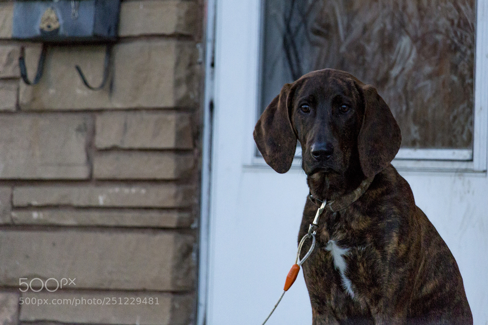 Canon EOS 100D (EOS Rebel SL1 / EOS Kiss X7) sample photo. Lonely pup photography