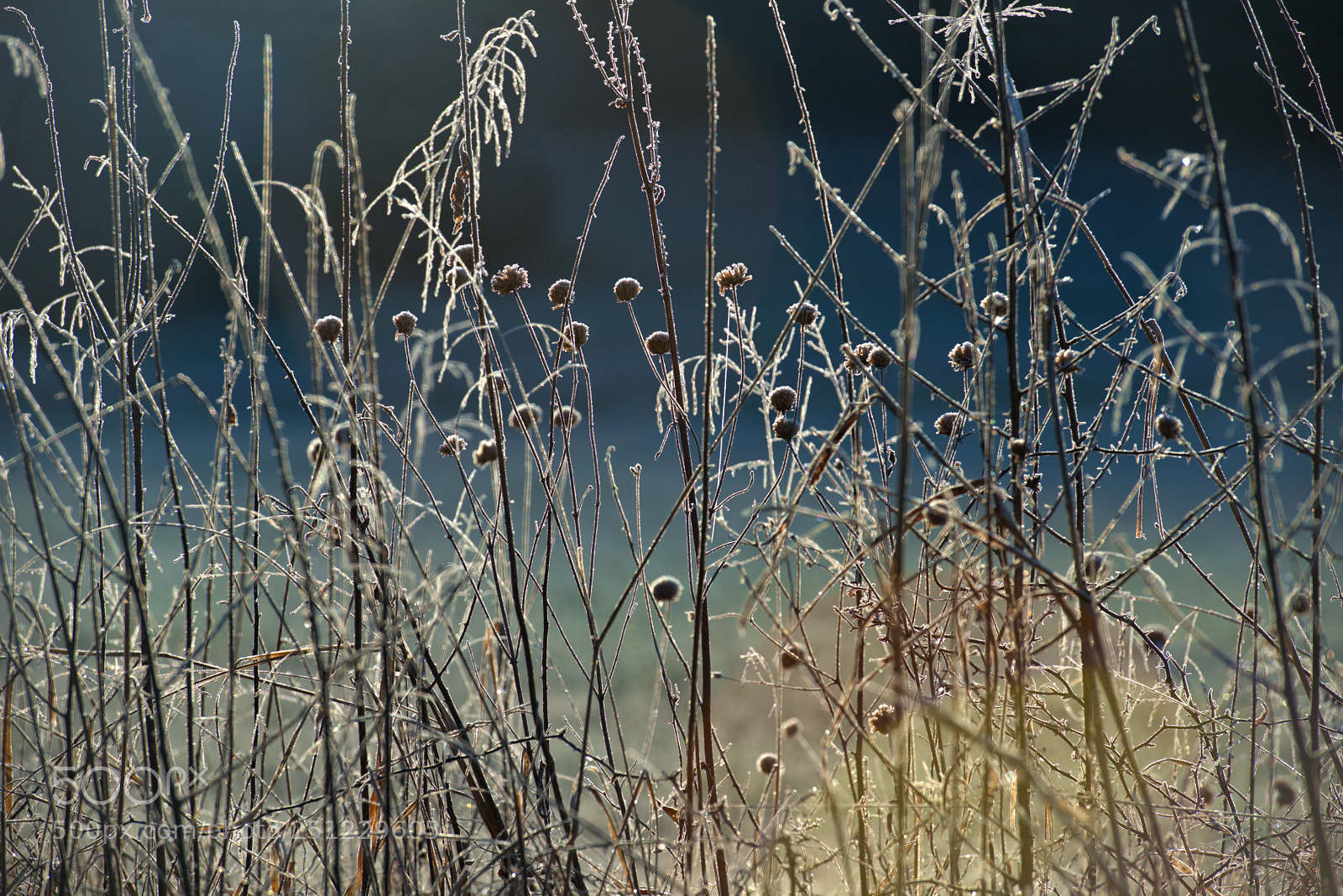 Nikon D800E sample photo. Morning ritual photography