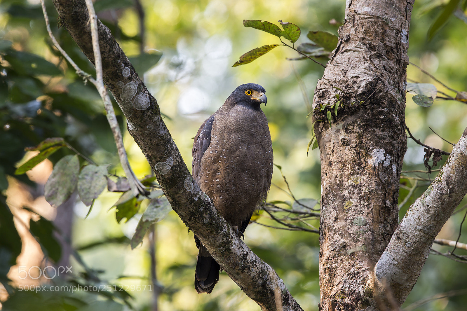 Canon EOS-1D X sample photo. Nepal 2015 photography