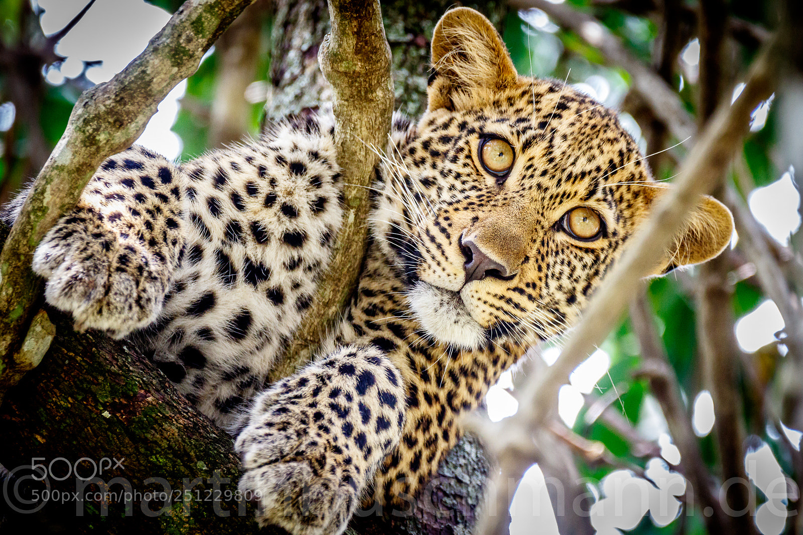 Canon EOS 7D Mark II sample photo. Leopard at the tree photography