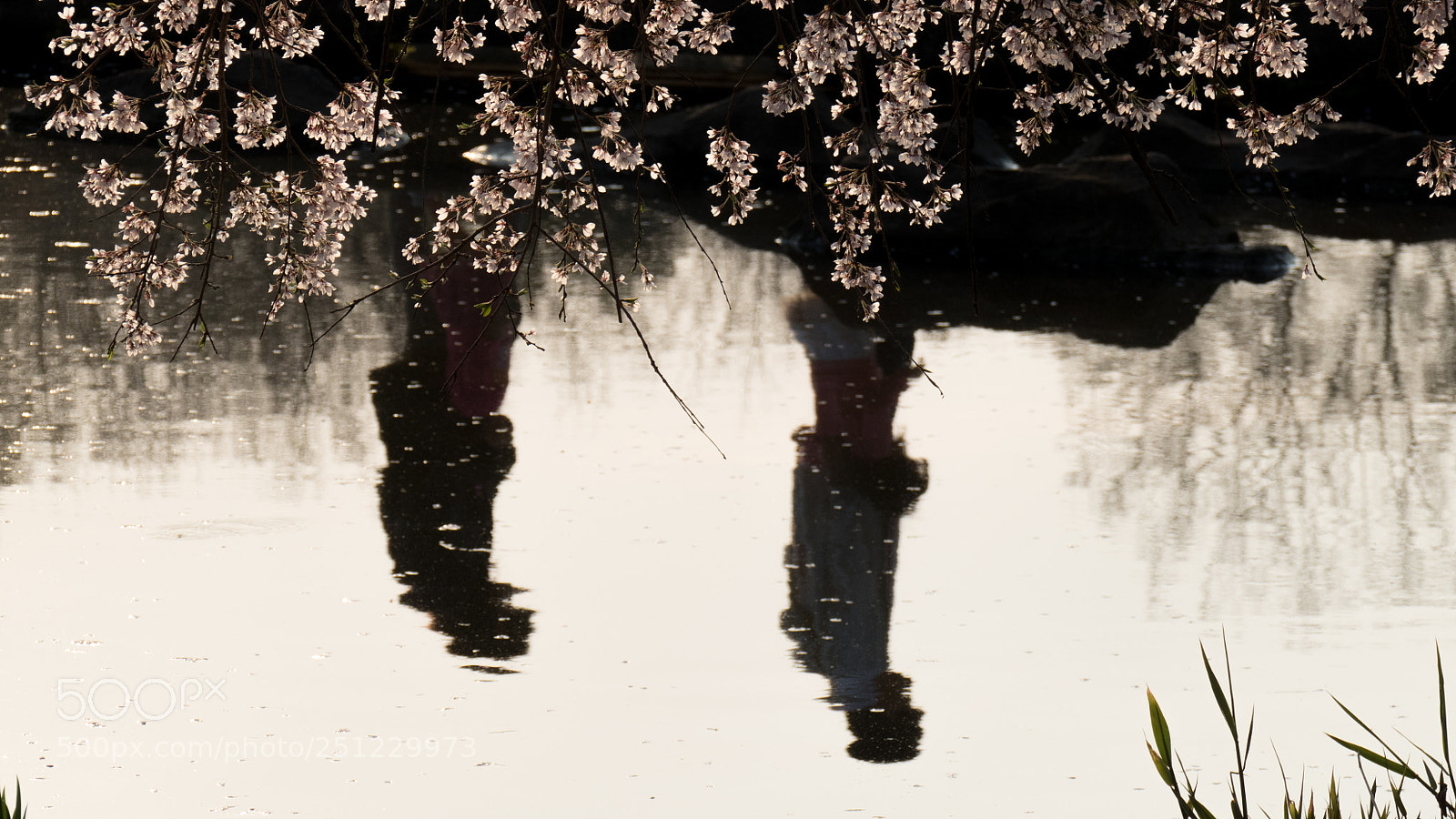 Panasonic Lumix DMC-FZ1000 sample photo. しだれ桜 photography