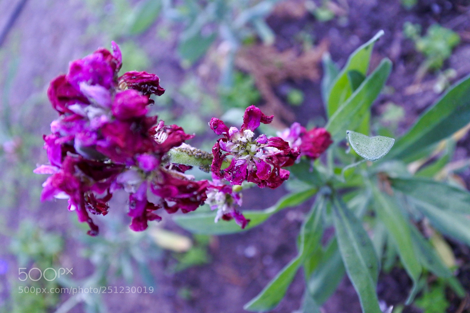 Nikon 1 J5 sample photo. Purple tower flower photography